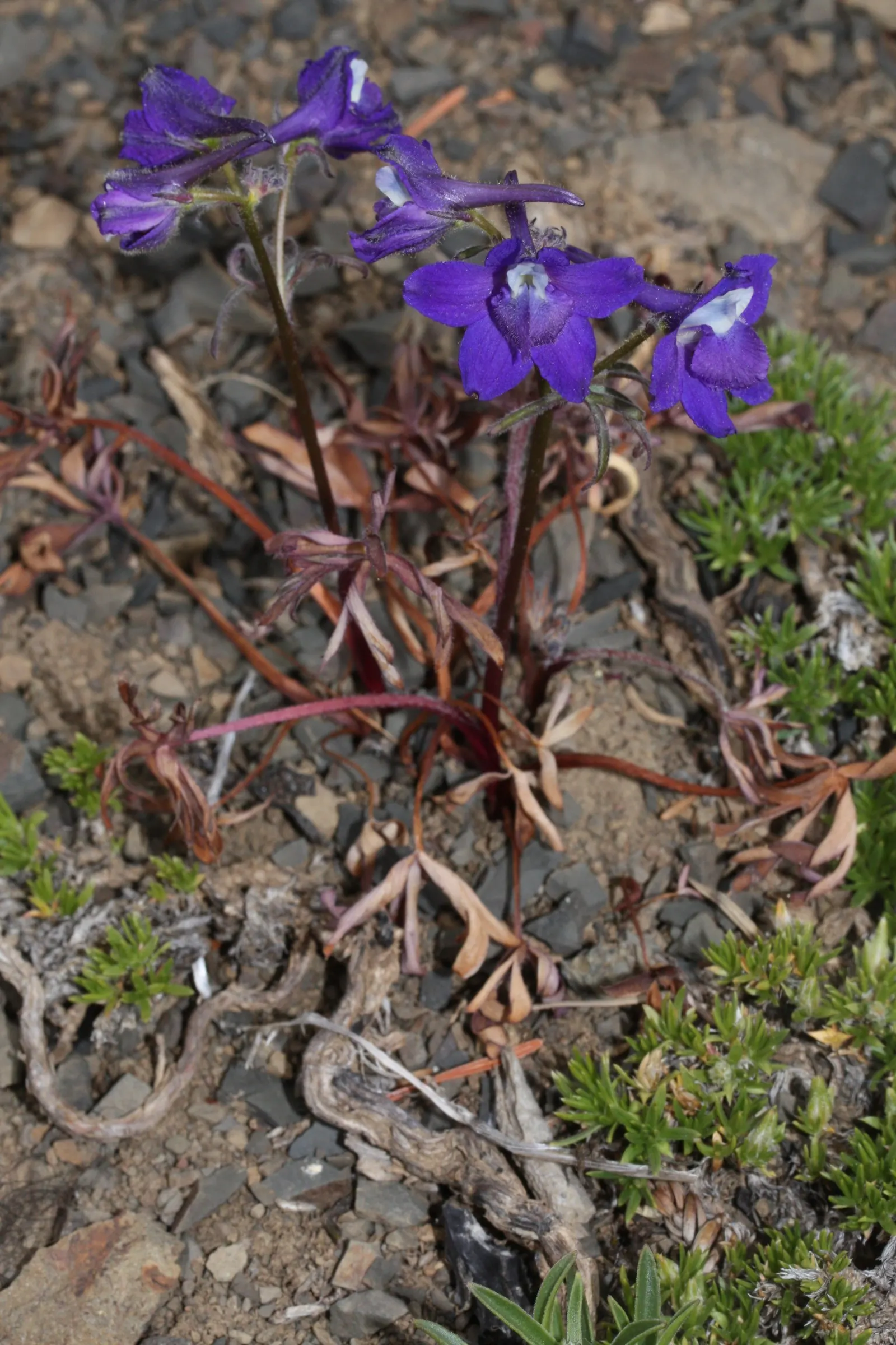 Dwarf Larkspur (Delphinium Tricorne) — It thrives in partial shade with well-drained soil, ideal for woodland gardens