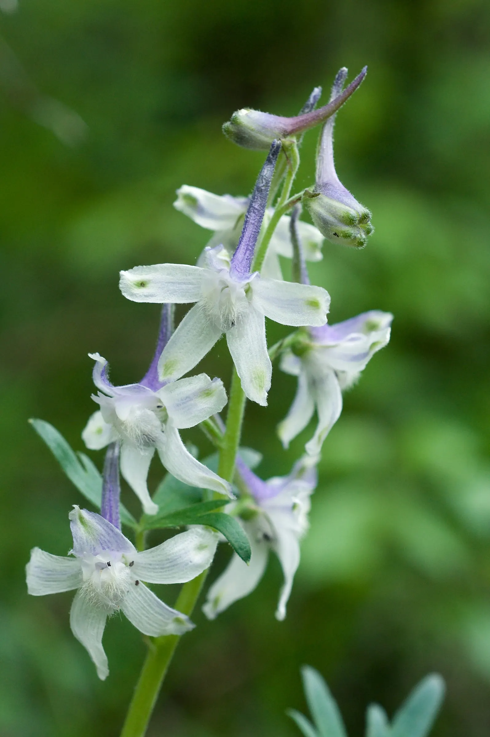 Dwarf Larkspur (Delphinium Tricorne) — and as a magnet for pollinators such as butterflies and hummingbirds