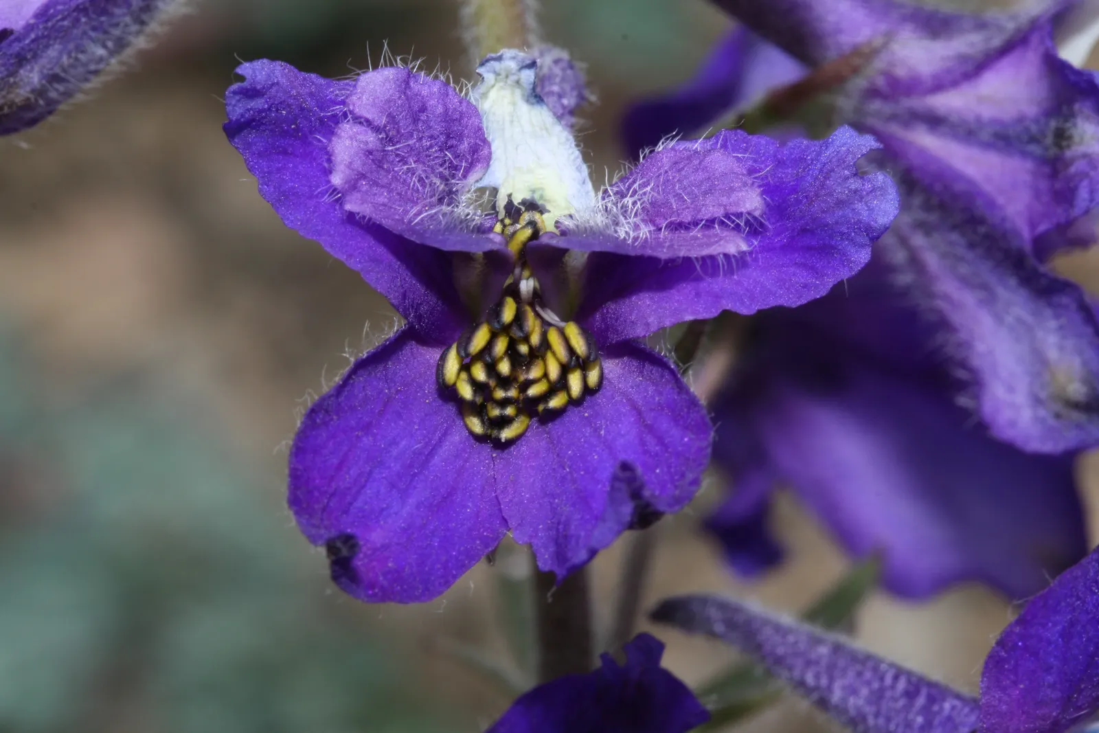 Dwarf Larkspur (Delphinium Tricorne) — offers an exquisite touch to any garden with its distinctive