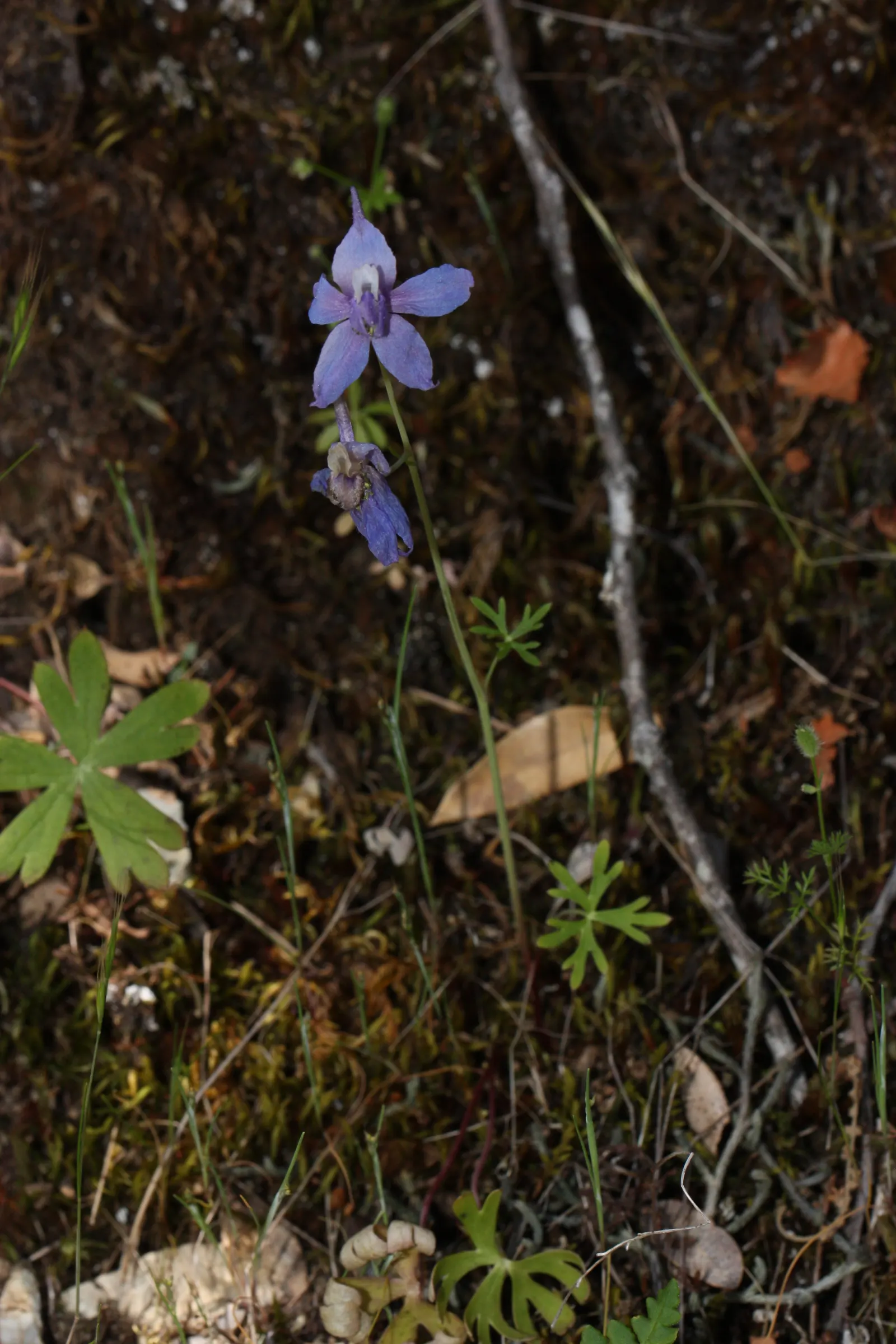Dwarf Larkspur (Delphinium Tricorne) — Standing modestly at a height ranging from 12 to 18 inches; the Dwarf Larkspur, Delphinium tricorne, is a charming