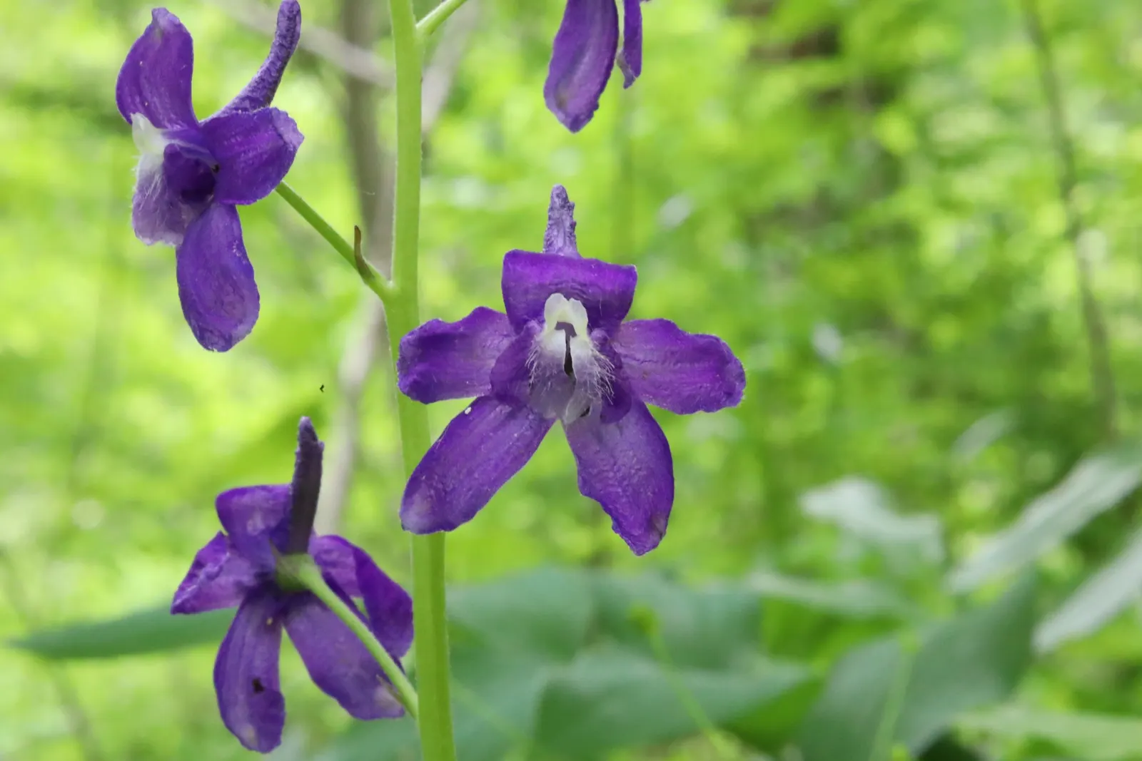 Dwarf Larkspur (Delphinium Tricorne) — delicate blooms and striking presence