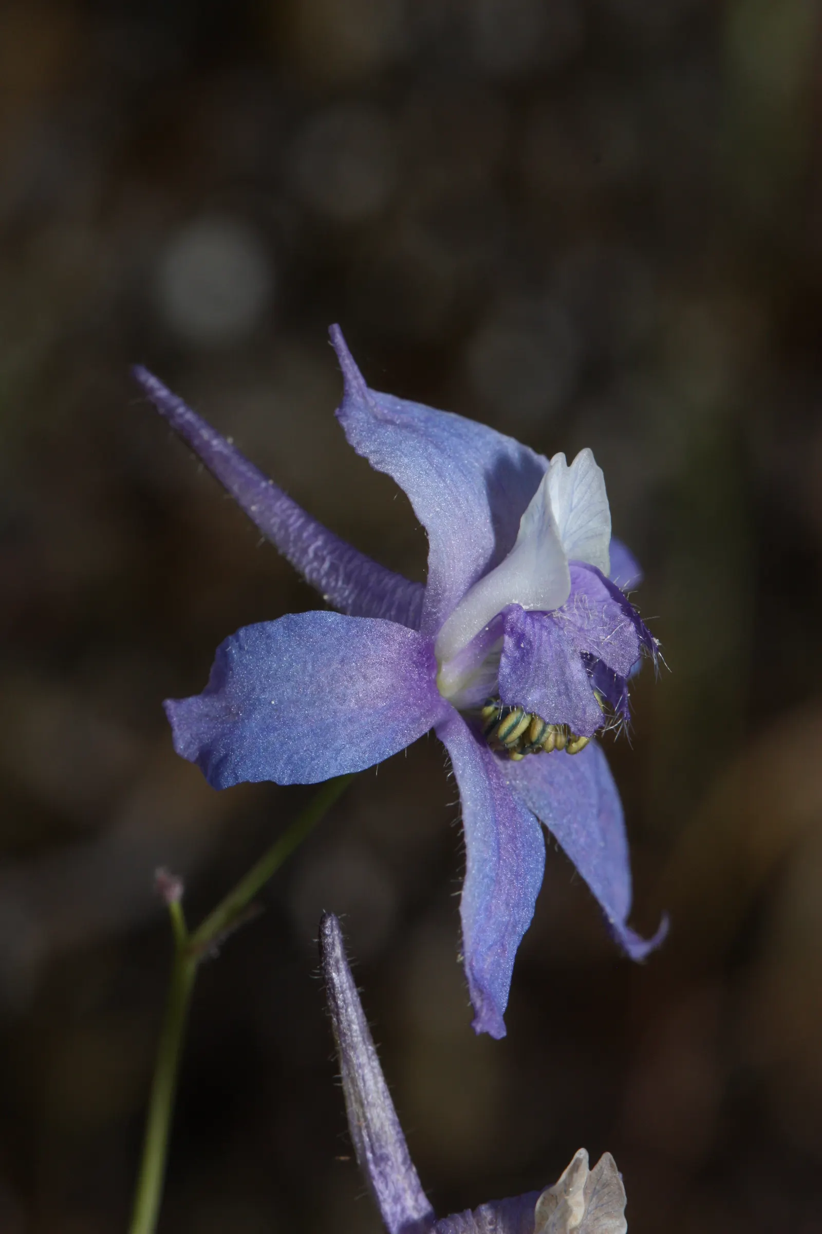 Dwarf Larkspur (Delphinium Tricorne) — Spring blooms present rich blues to violet petals; creating a dramatic visual impact.<br><br>Adaptable to partial shade
