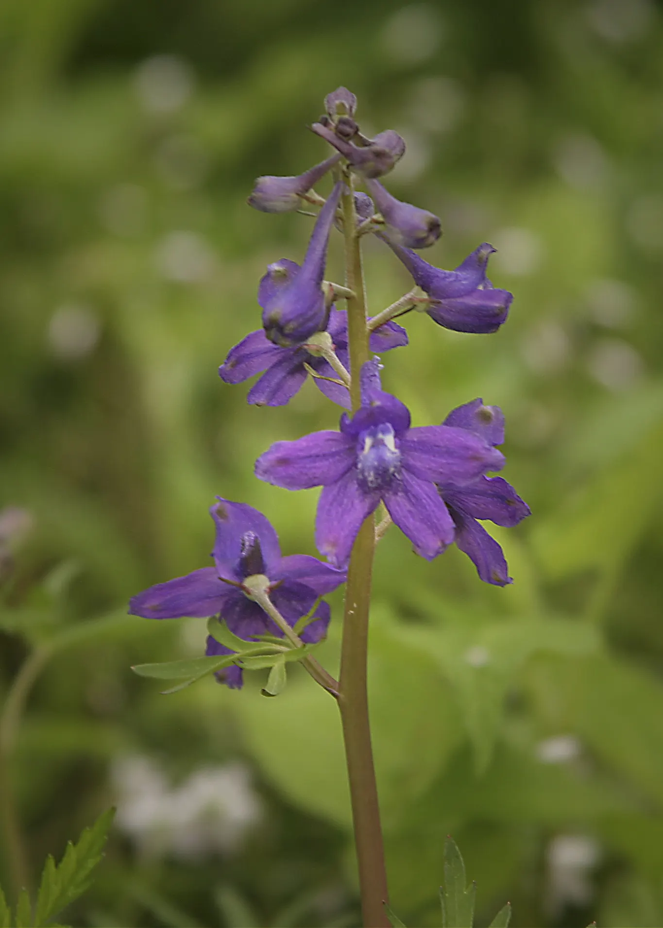Dwarf Larkspur (Delphinium Tricorne) — Its compact size and vibrant flowers add a majestic touch to borders and understory plantings, image 39