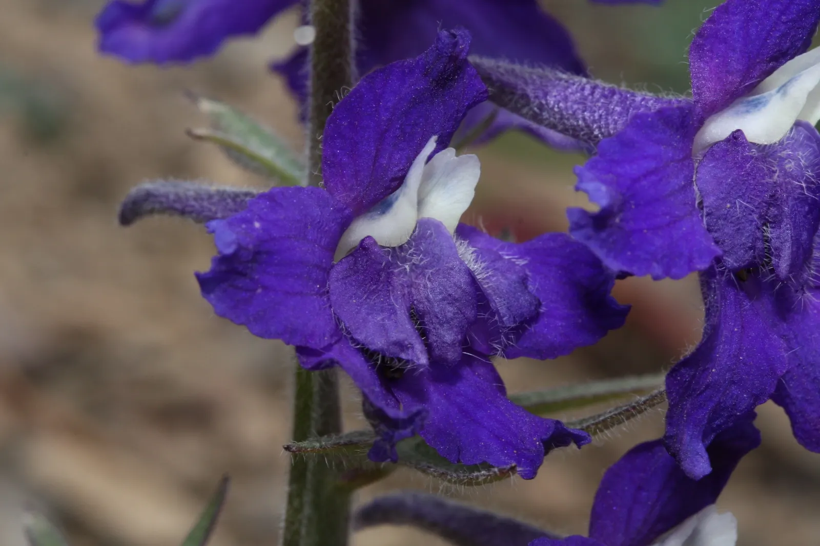 Dwarf Larkspur (Delphinium Tricorne) — characteristic of the Delphinium genus