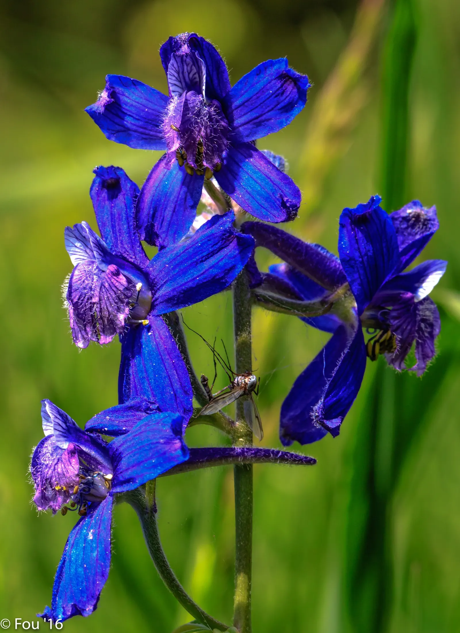 Dwarf Larkspur (Delphinium Tricorne) — Standing roughly 1 to 1.5 feet tall and spreading approximately 0.5 to 1 foot wide