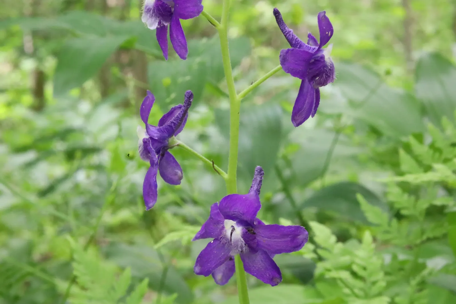 Dwarf Larkspur (Delphinium Tricorne) — Standing modestly at a height ranging from 12 to 18 inches