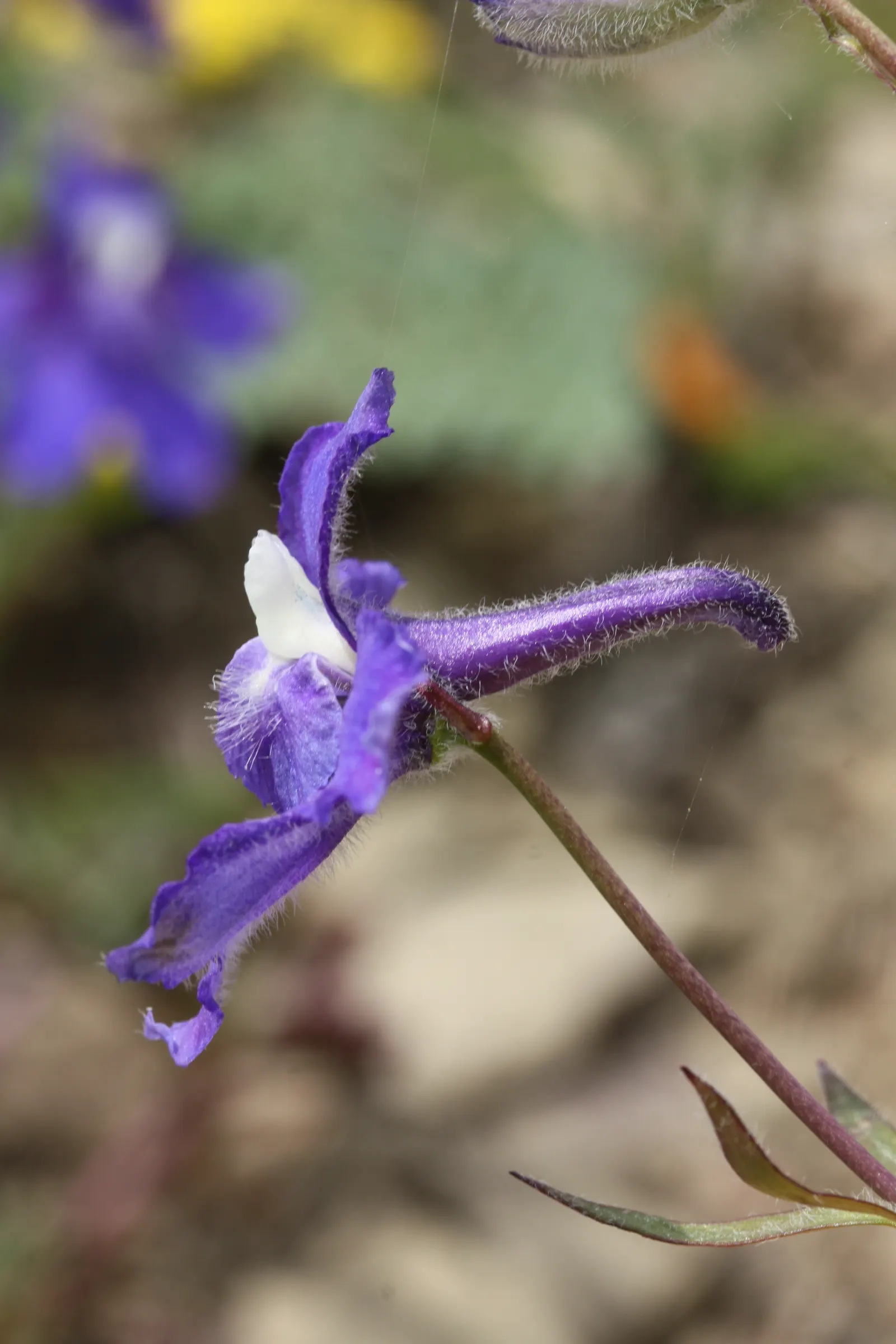Dwarf Larkspur (Delphinium Tricorne) — the Dwarf Larkspur unfurls richly hued flowers typically in shades of blue to violet