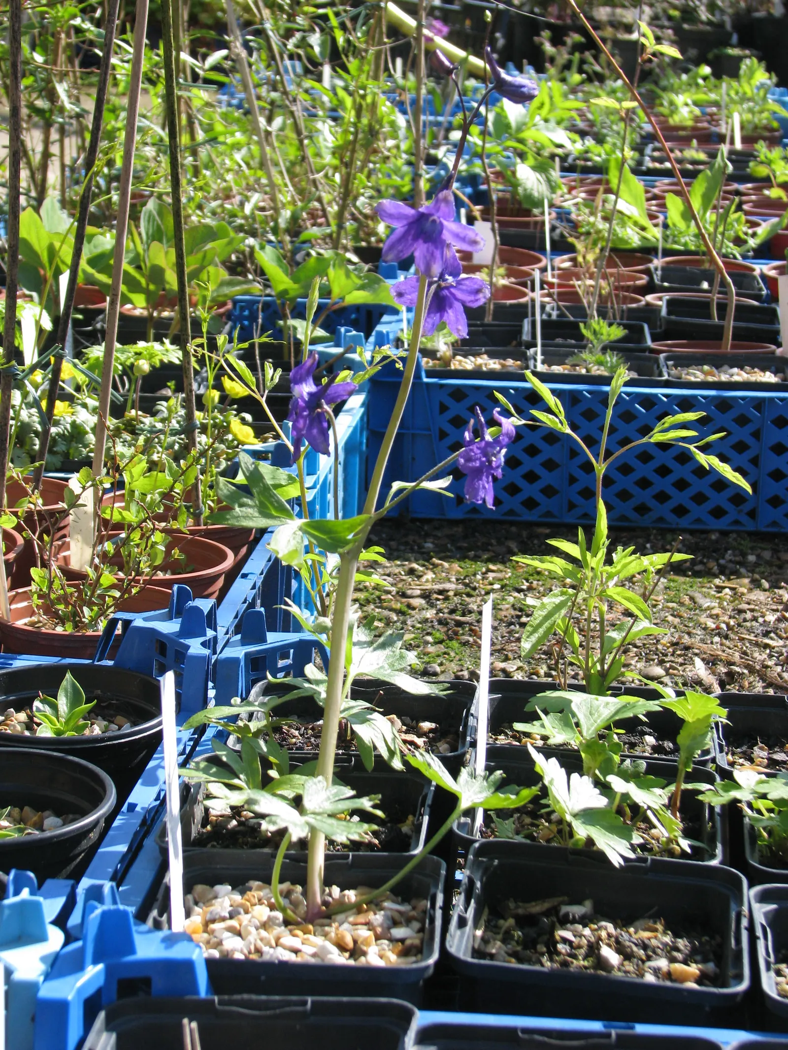 Dwarf Larkspur (Delphinium Tricorne) — accompanied by distinctive spurred backs; it integrates well without overpowering neighboring flora.<br><br>When