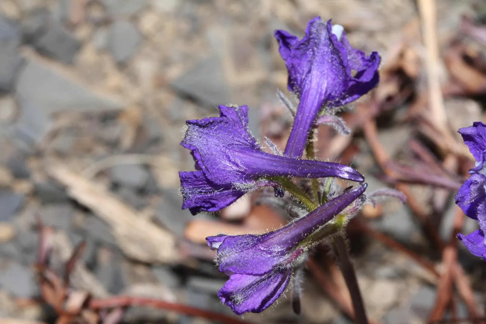 Dwarf Larkspur (Delphinium Tricorne) — In hotter regions, it is essential to provide afternoon shade to prevent stress on the plant