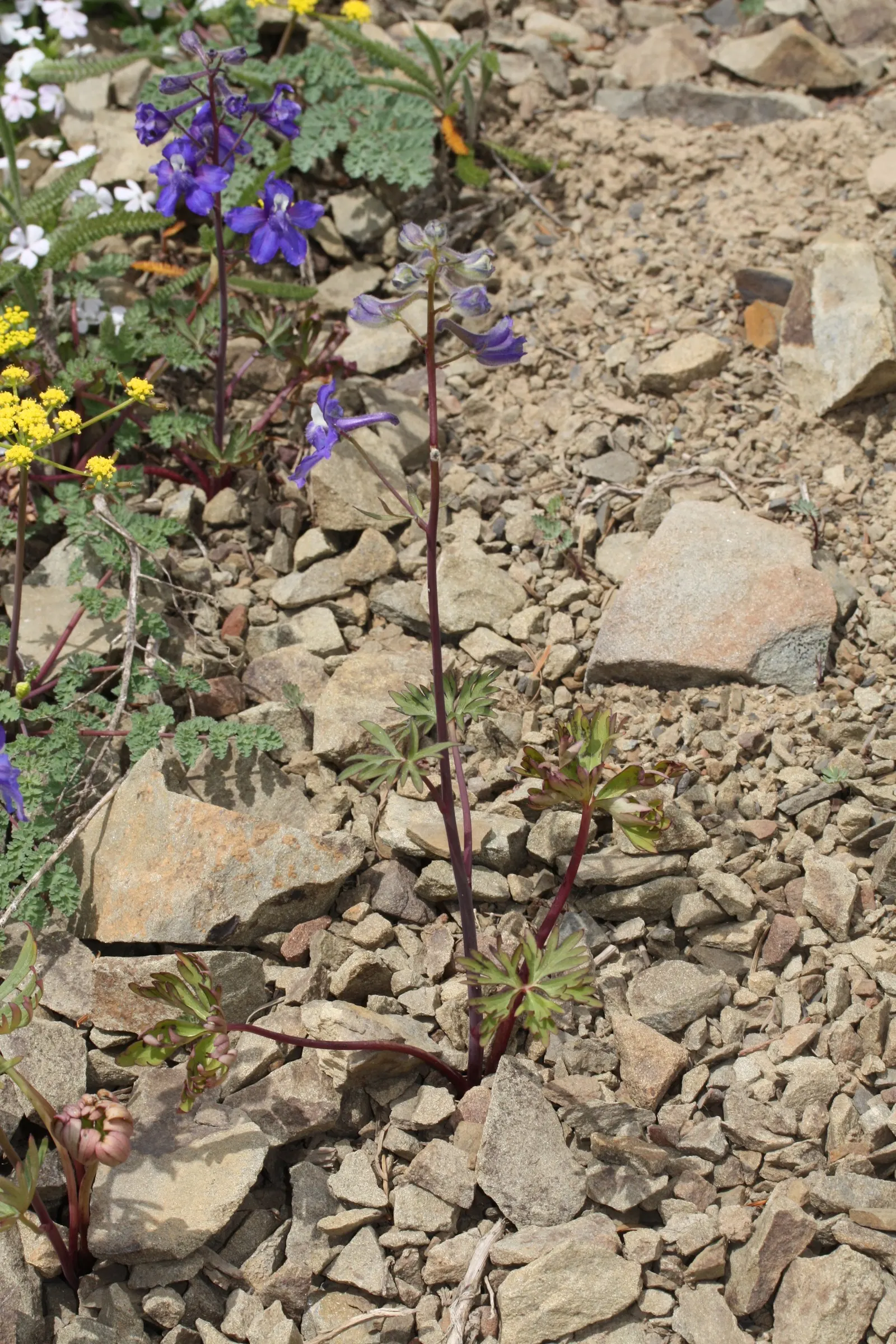 Dwarf Larkspur (Delphinium Tricorne) — creating a dramatic visual impact.<br><br>Adaptable to partial shade or full sun