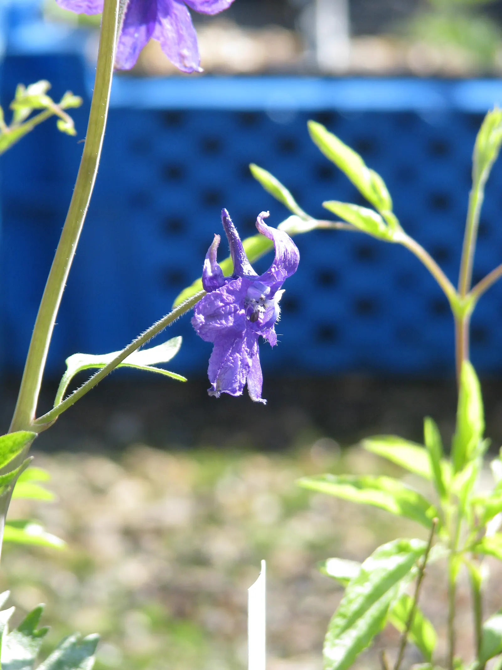 Dwarf Larkspur (Delphinium Tricorne) — offers an exquisite touch to any garden with its distinctive; preferring cooler conditions