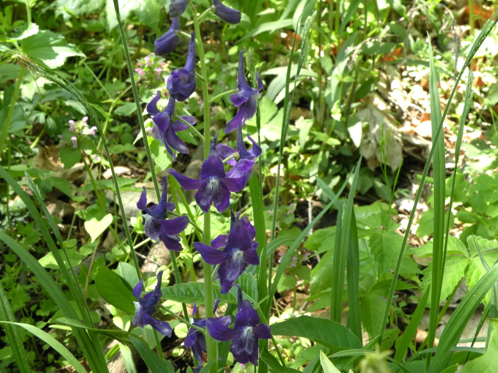 Dwarf Larkspur (Delphinium Tricorne) — Delphinium tricorne thrives in well-drained