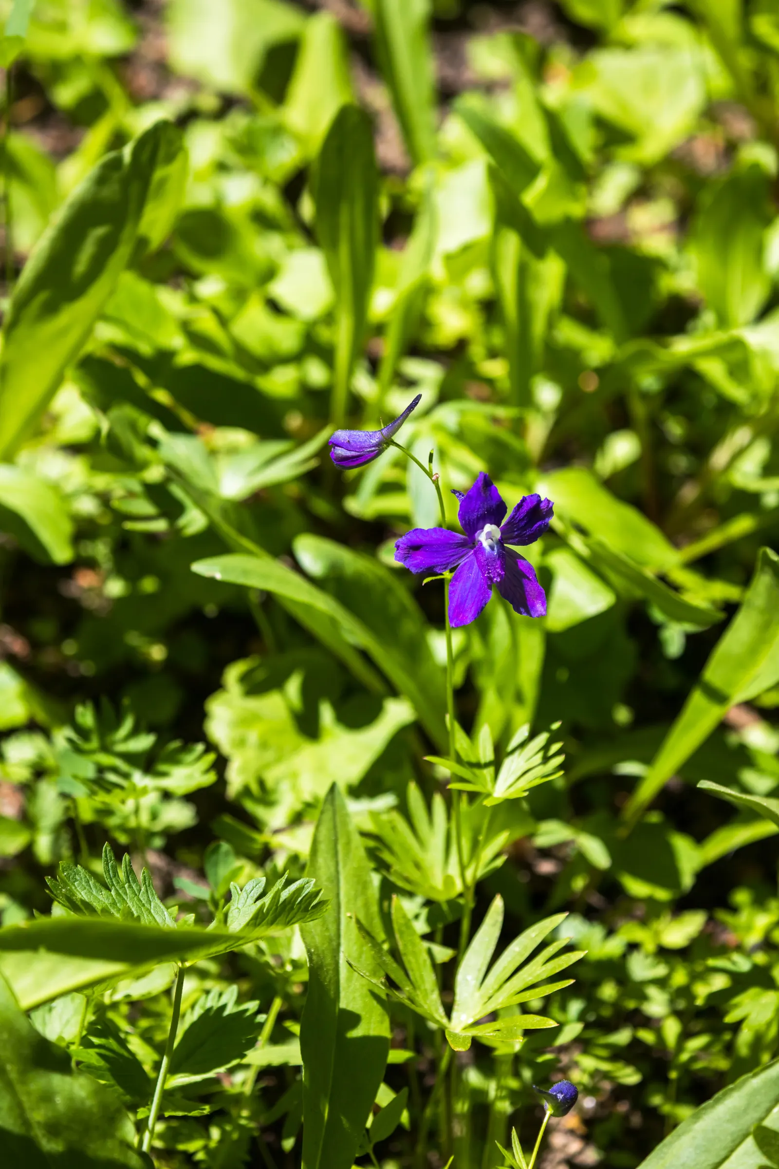 Dwarf Larkspur (Delphinium Tricorne) — so placement should be considered if pets or children frequent the garden area