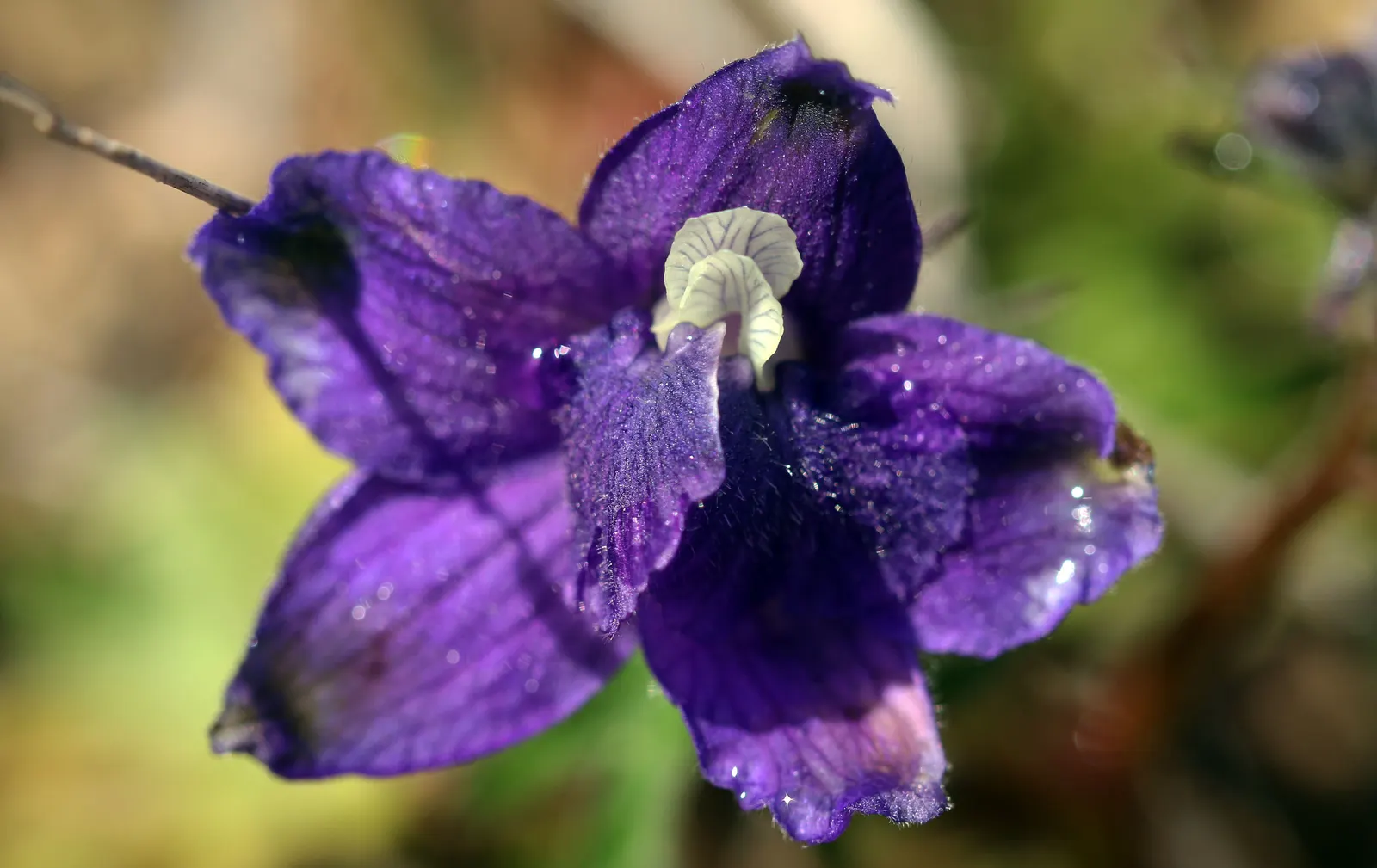 Dwarf Larkspur (Delphinium Tricorne) — this perennial plant boasts an elegant vertical growth habit