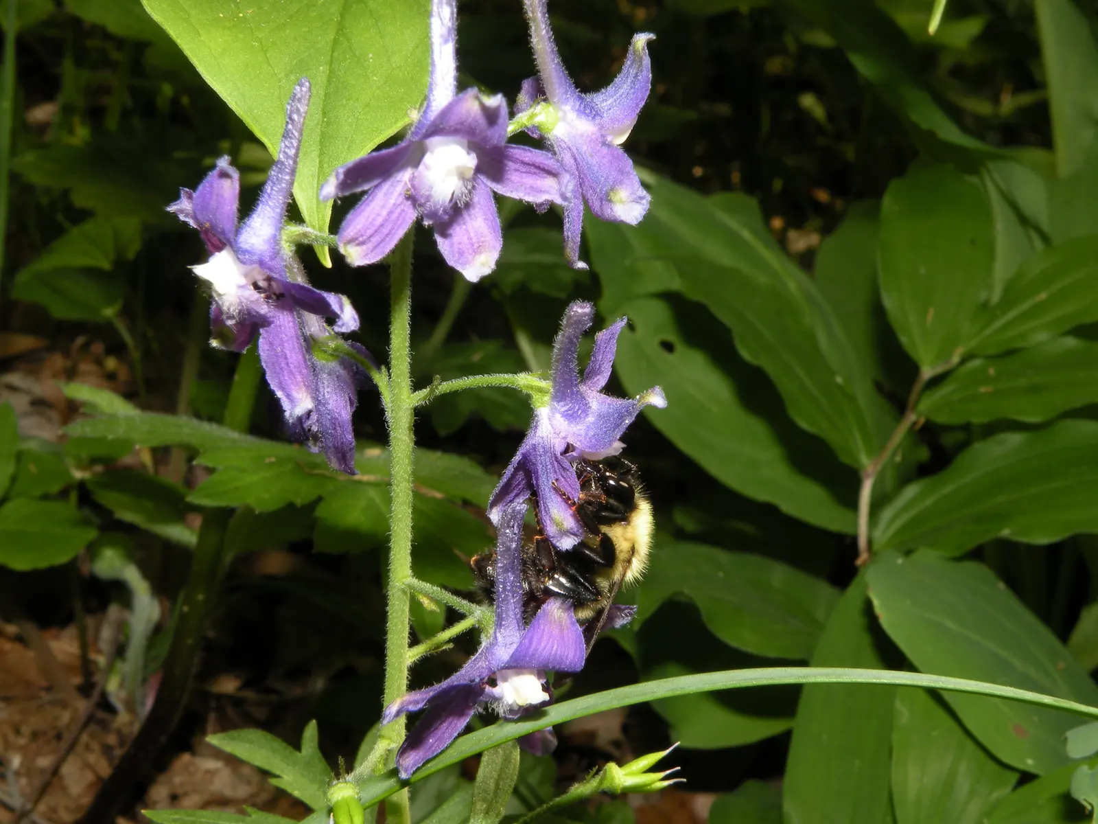 Dwarf Larkspur (Delphinium Tricorne) — one may find blooms with rosy-pink or white hues
