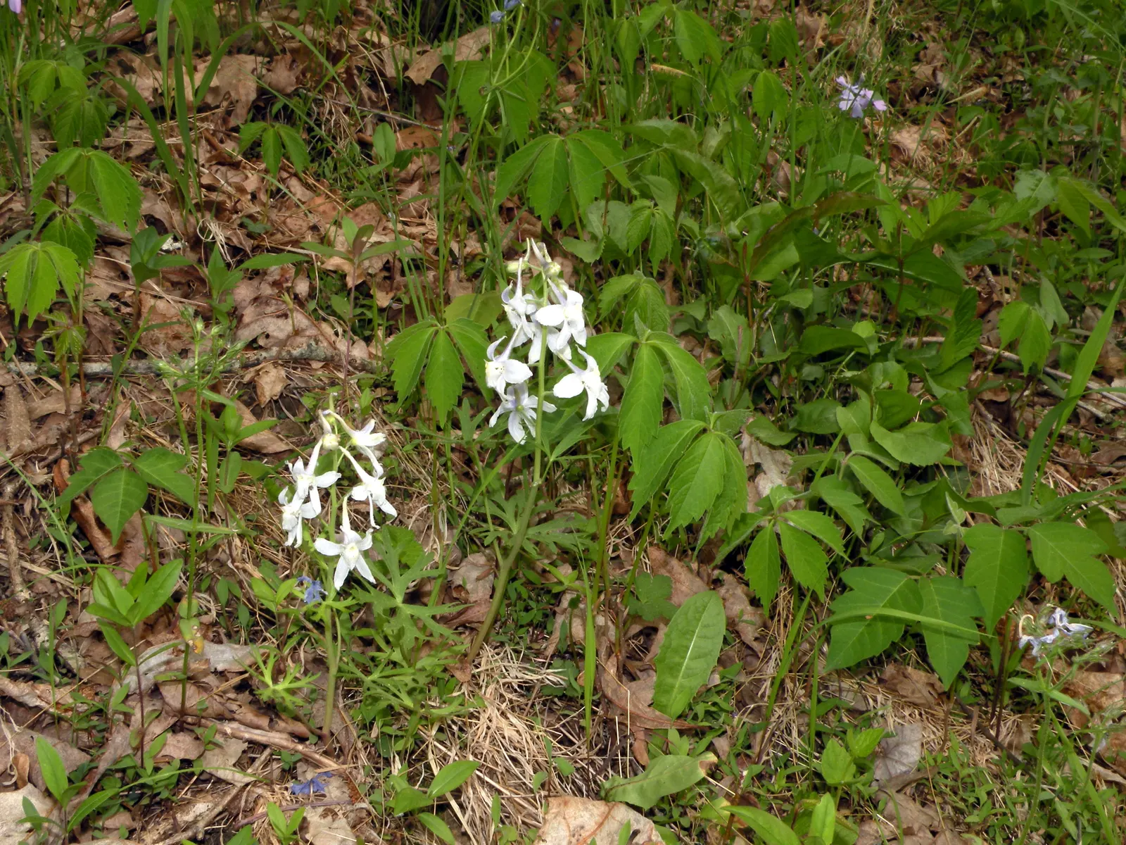 Dwarf Larkspur (Delphinium Tricorne) — Spring blooms present rich blues to violet petals