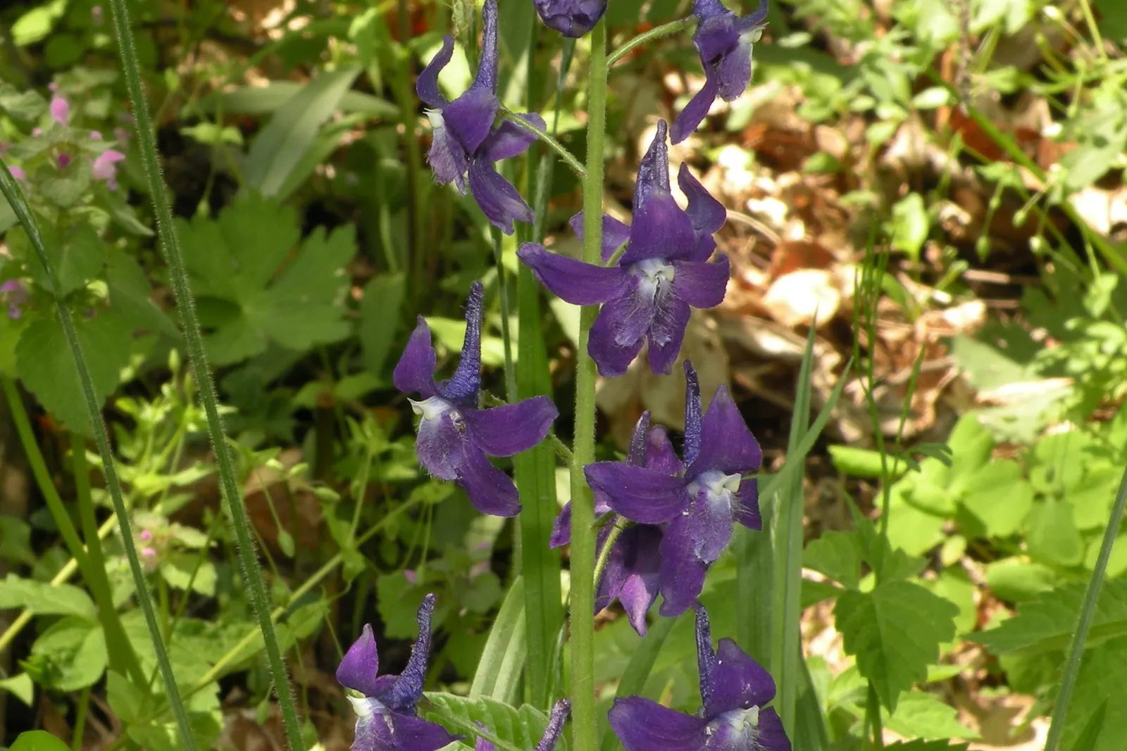 Dwarf Larkspur (Delphinium Tricorne) — and they cluster along slender