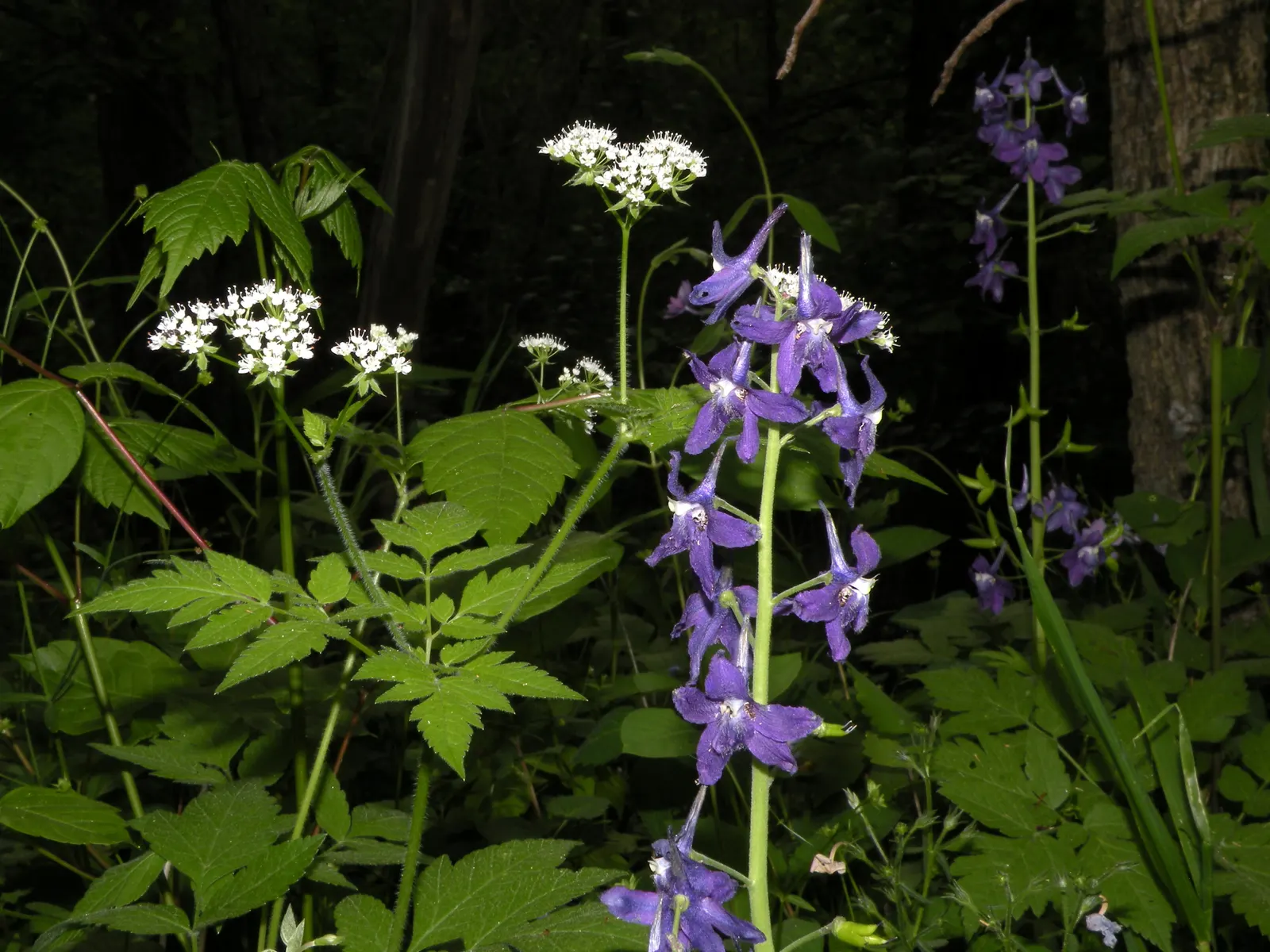 Dwarf Larkspur (Delphinium Tricorne) — all parts of the plant are toxic if ingested