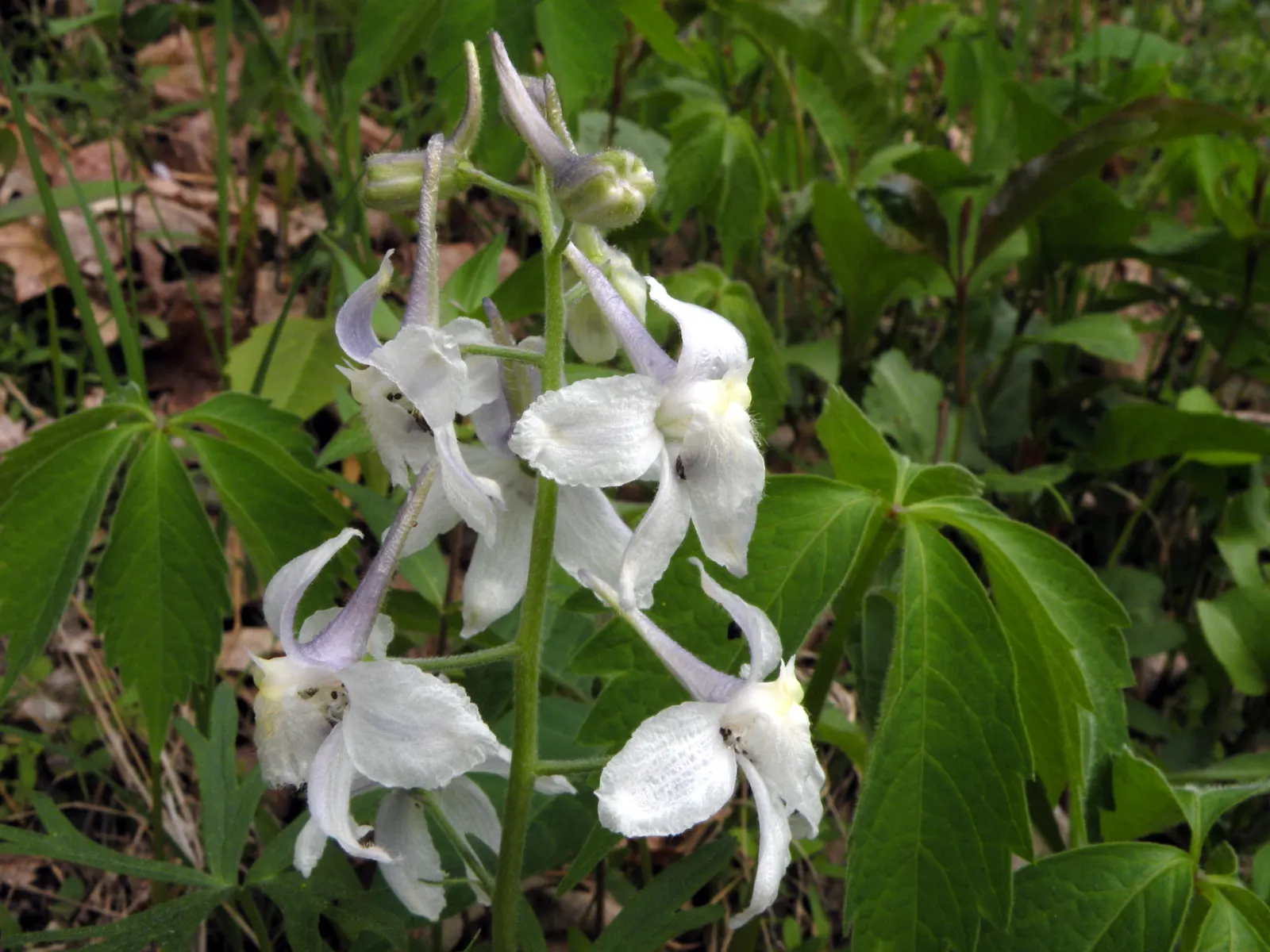 Dwarf Larkspur (Delphinium Tricorne) — it integrates well without overpowering neighboring flora.<br><br>When designing a landscape