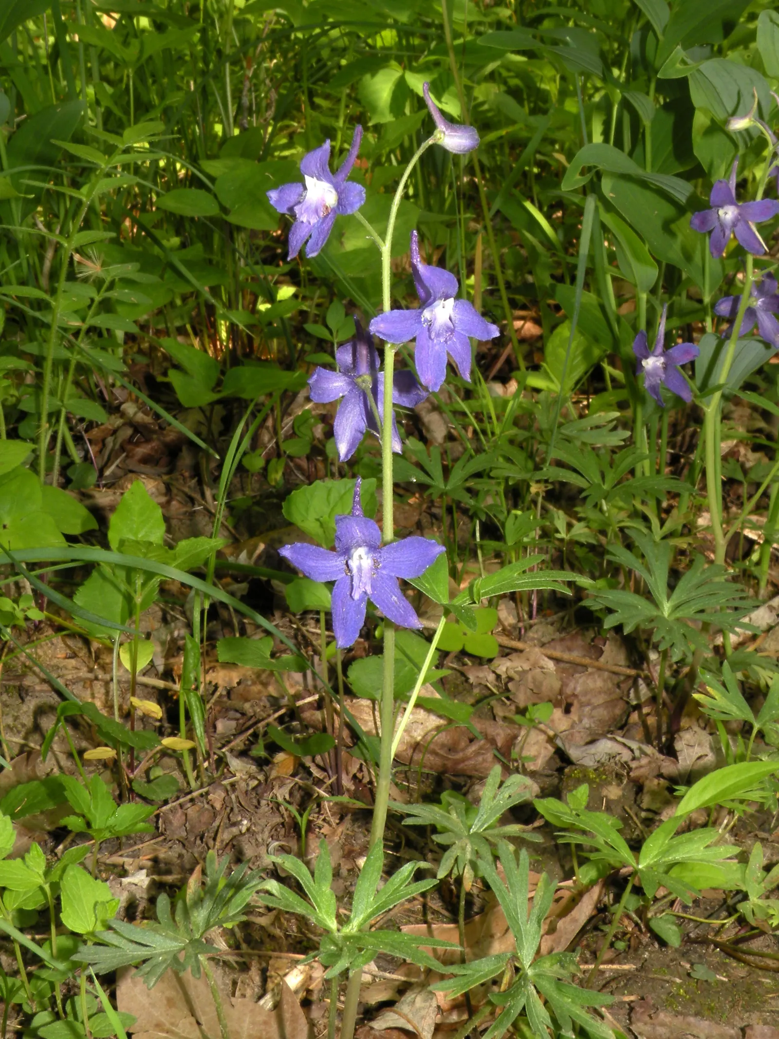 Dwarf Larkspur (Delphinium Tricorne) — These intricate flowers feature a unique spur at the rear