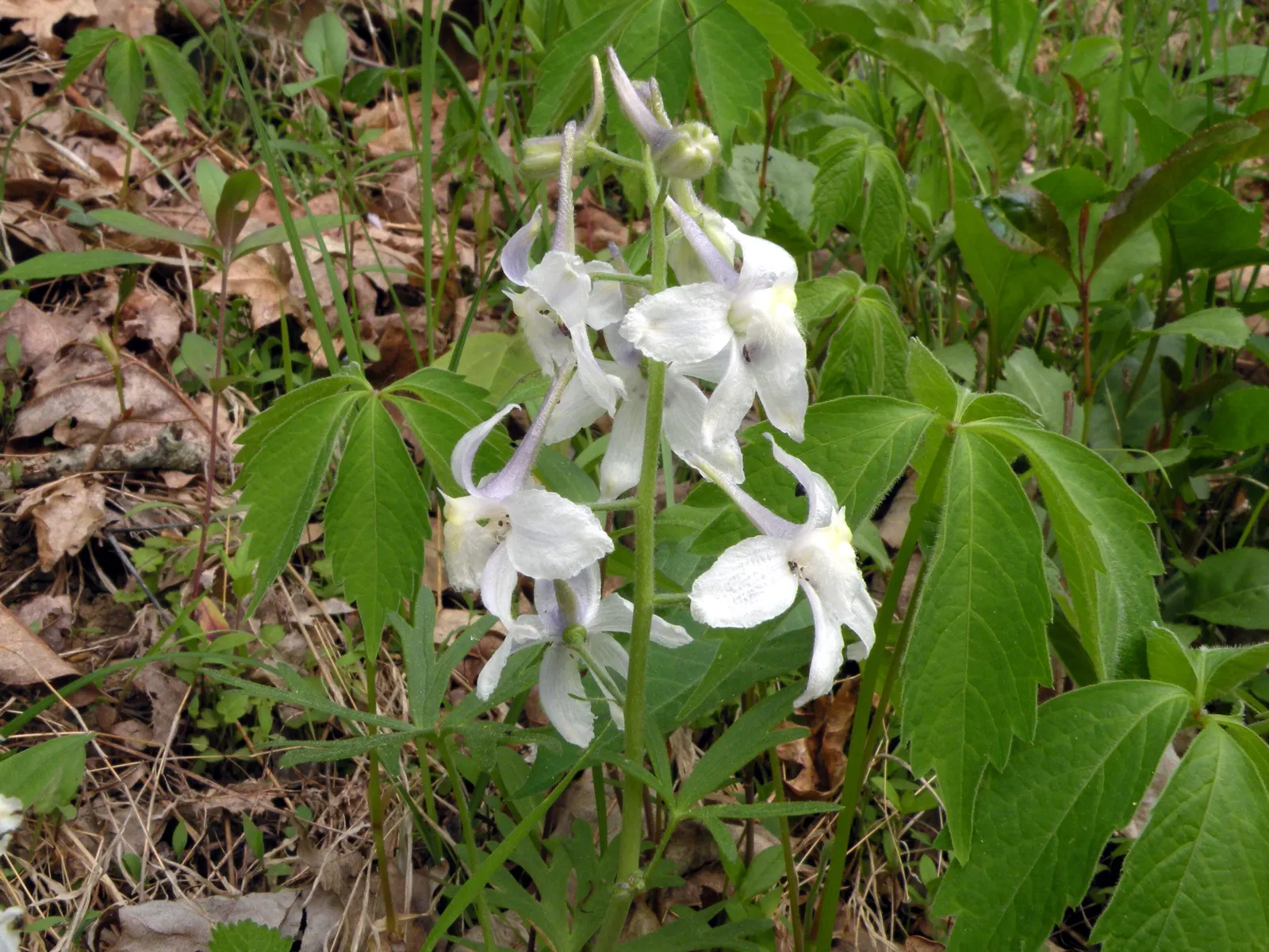 Dwarf Larkspur (Delphinium Tricorne) — The Dwarf Larkspur fits beautifully into woodland garden settings