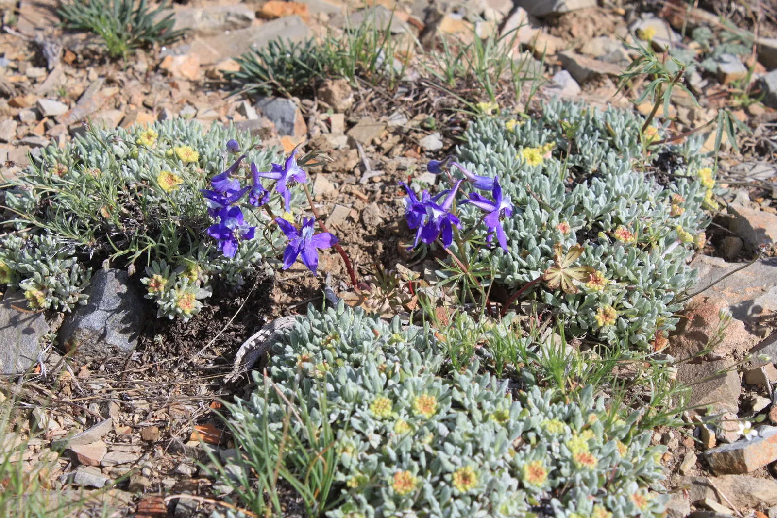 Dwarf Larkspur (Delphinium Tricorne) — like all Delphinium species