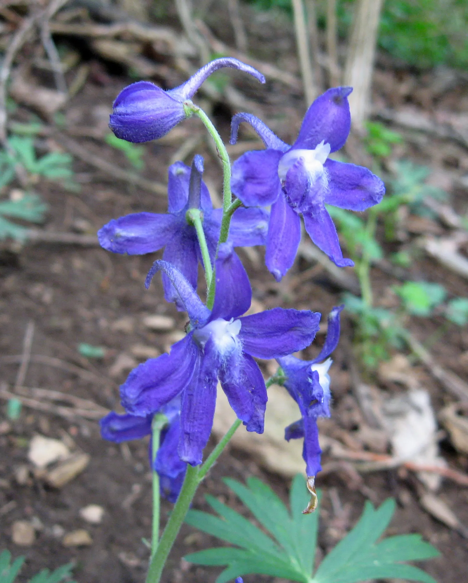 Dwarf Larkspur (Delphinium Tricorne) — delicate blooms and striking presence; and as a magnet for pollinators such as butterflies and hummingbirds