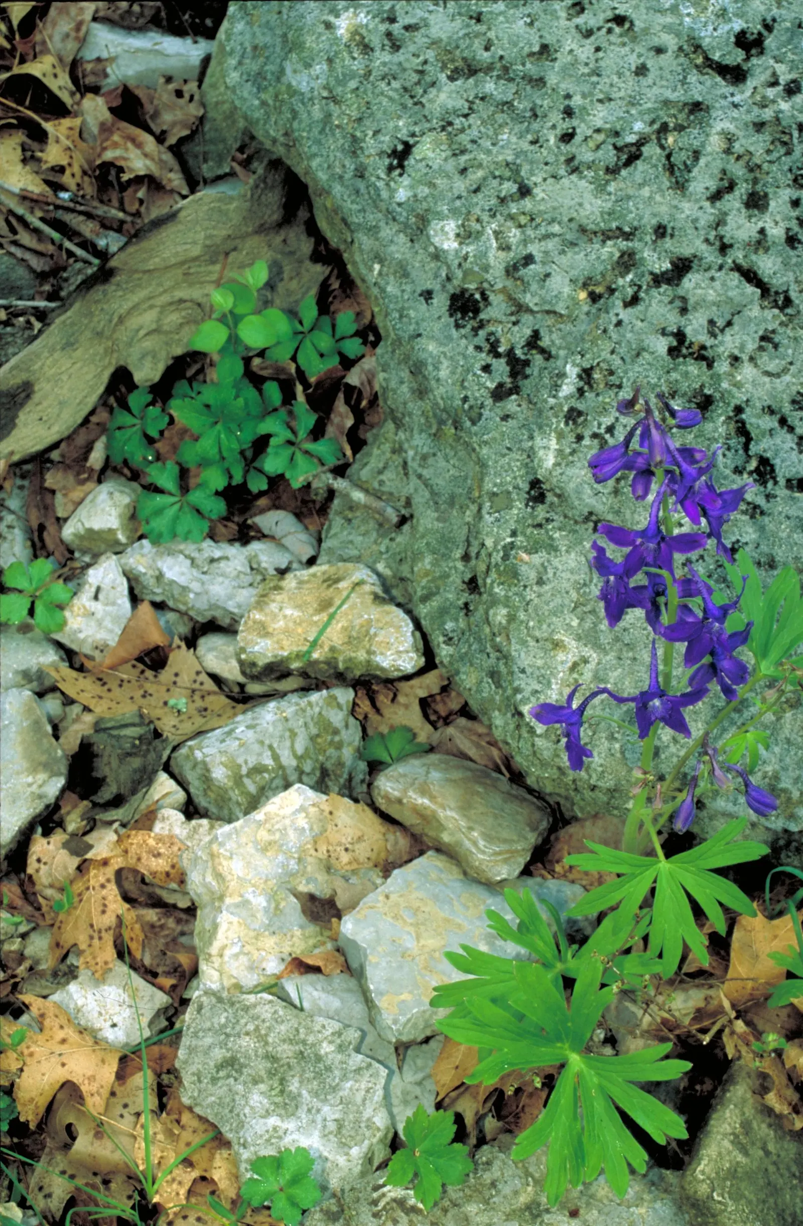Dwarf Larkspur (Delphinium Tricorne) — or naturalized in cottage gardens
