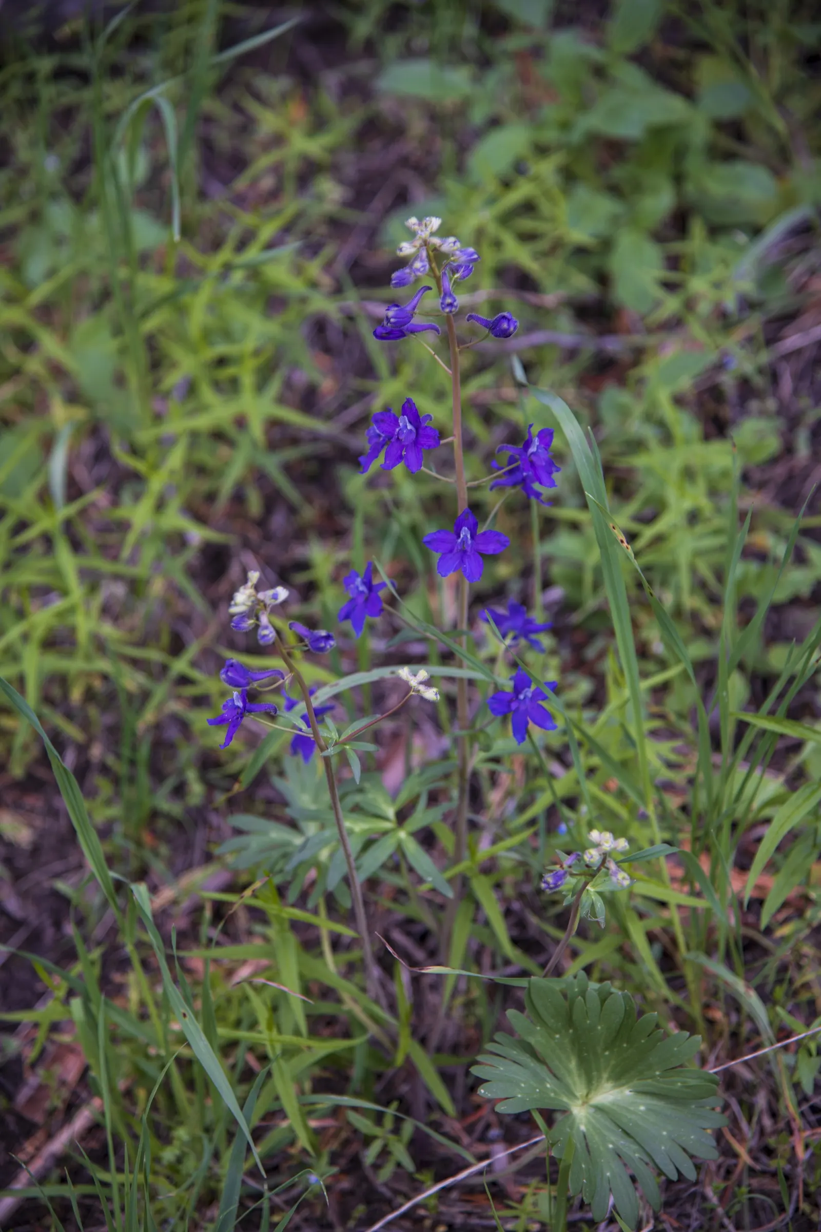 Dwarf Larkspur (Delphinium Tricorne) — scientifically named Delphinium tricorne