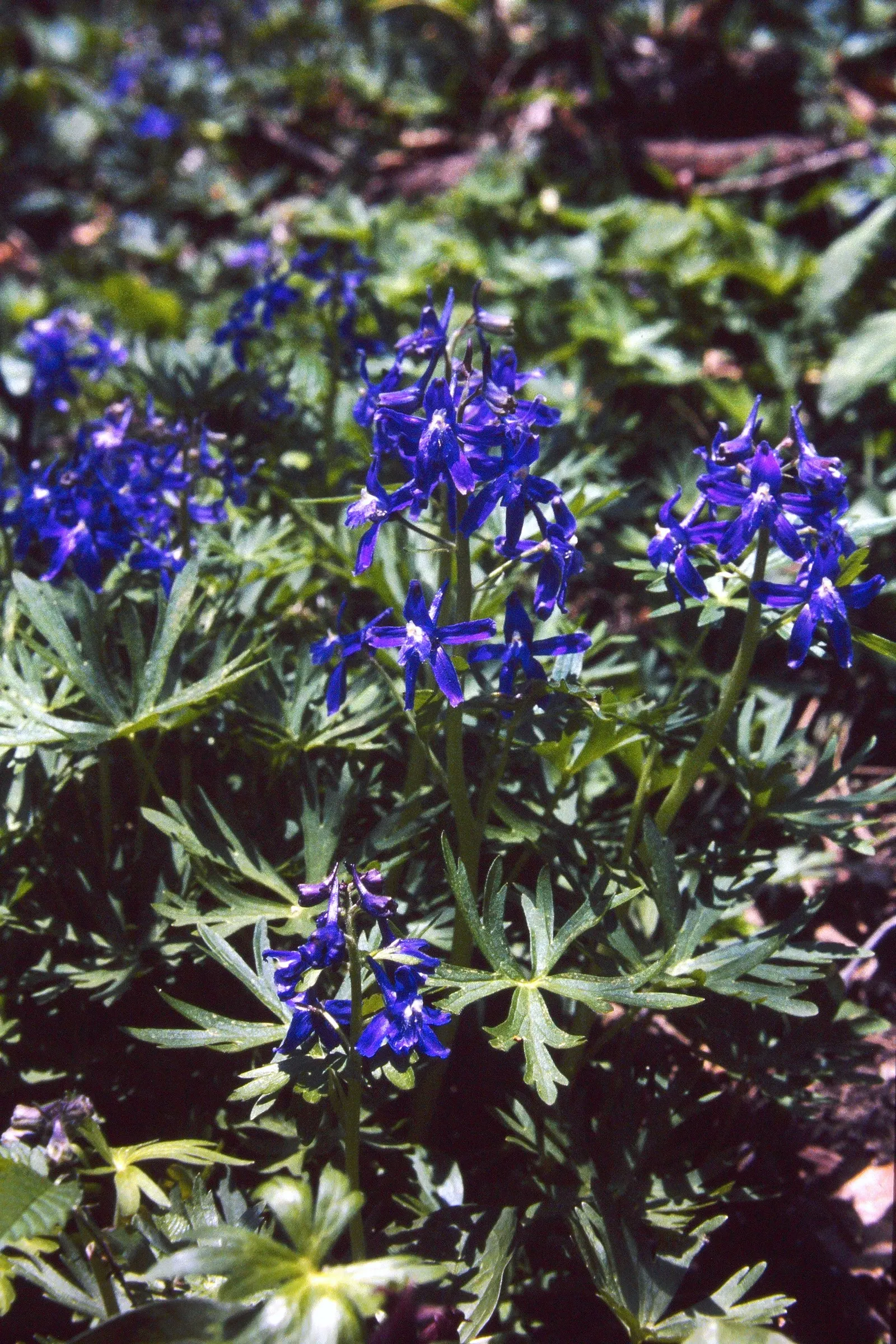 Dwarf Larkspur (Delphinium Tricorne) — Toxic if ingested, so place with care; perennial with blue and purple and violet blooms