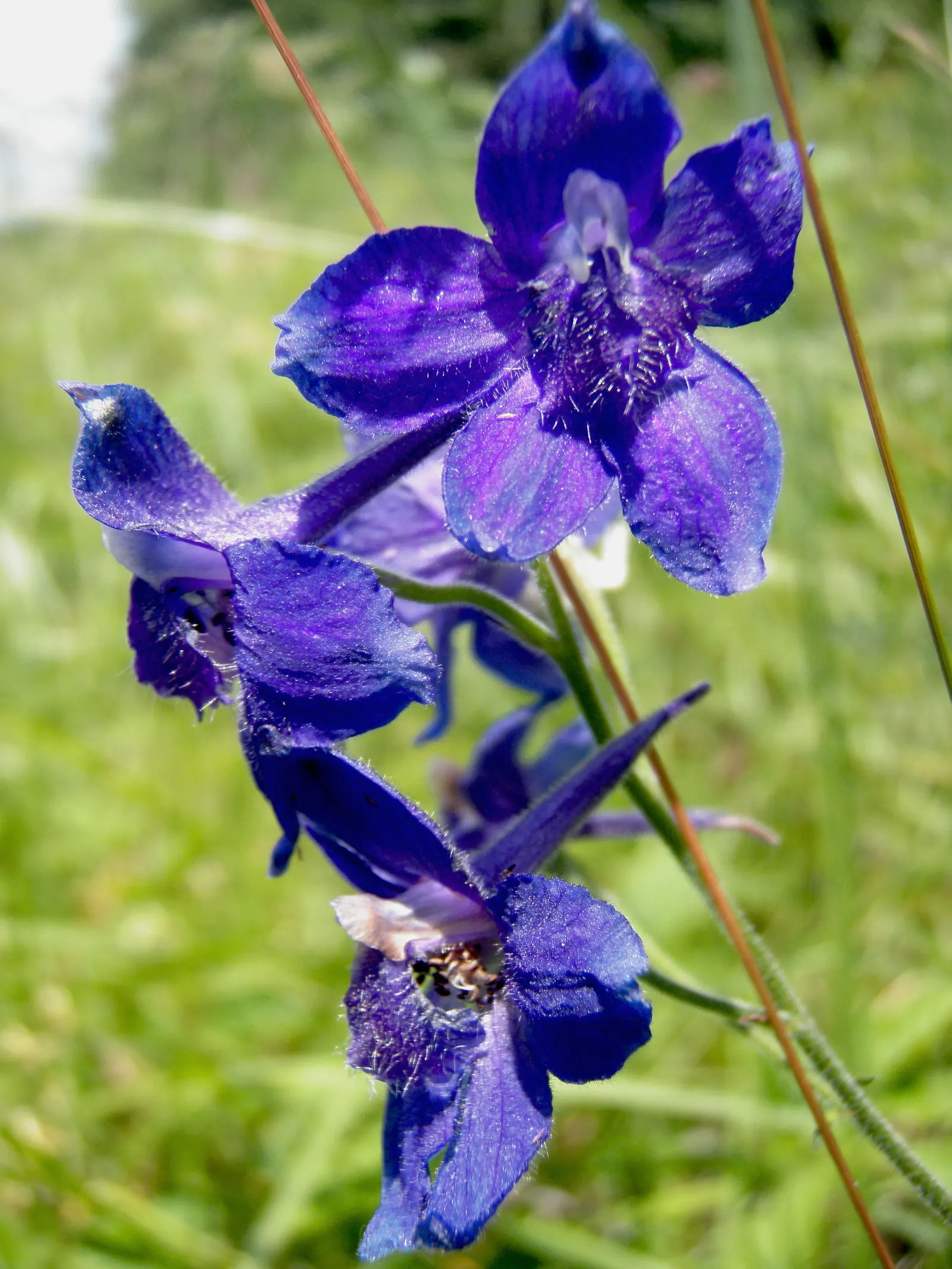 Dwarf Larkspur (Delphinium Tricorne) — The Dwarf Larkspur, Delphinium tricorne, is a charming perennial reaching 1-2 feet tall