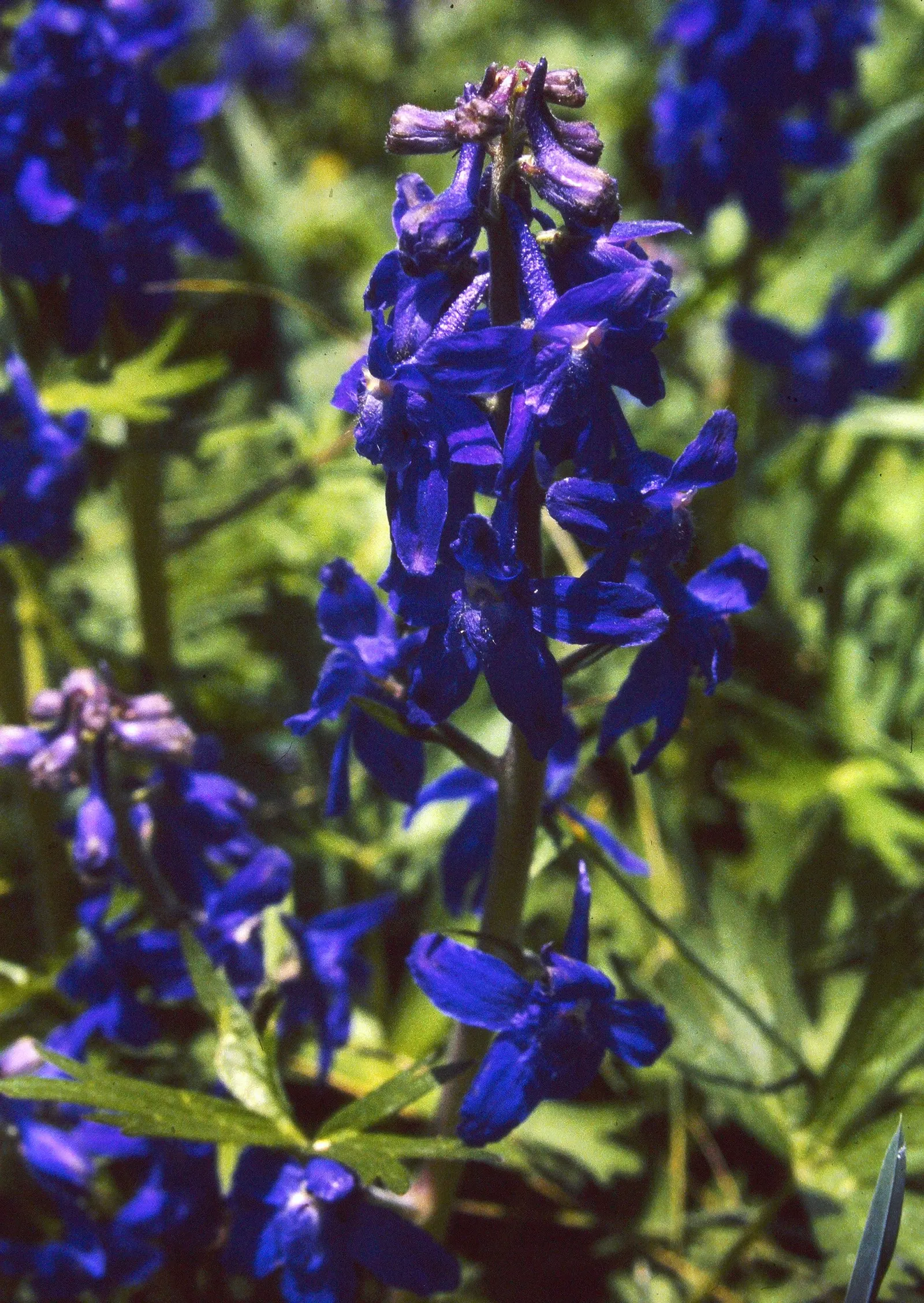 Dwarf Larkspur (Delphinium Tricorne) — perennial with blue and purple and violet blooms