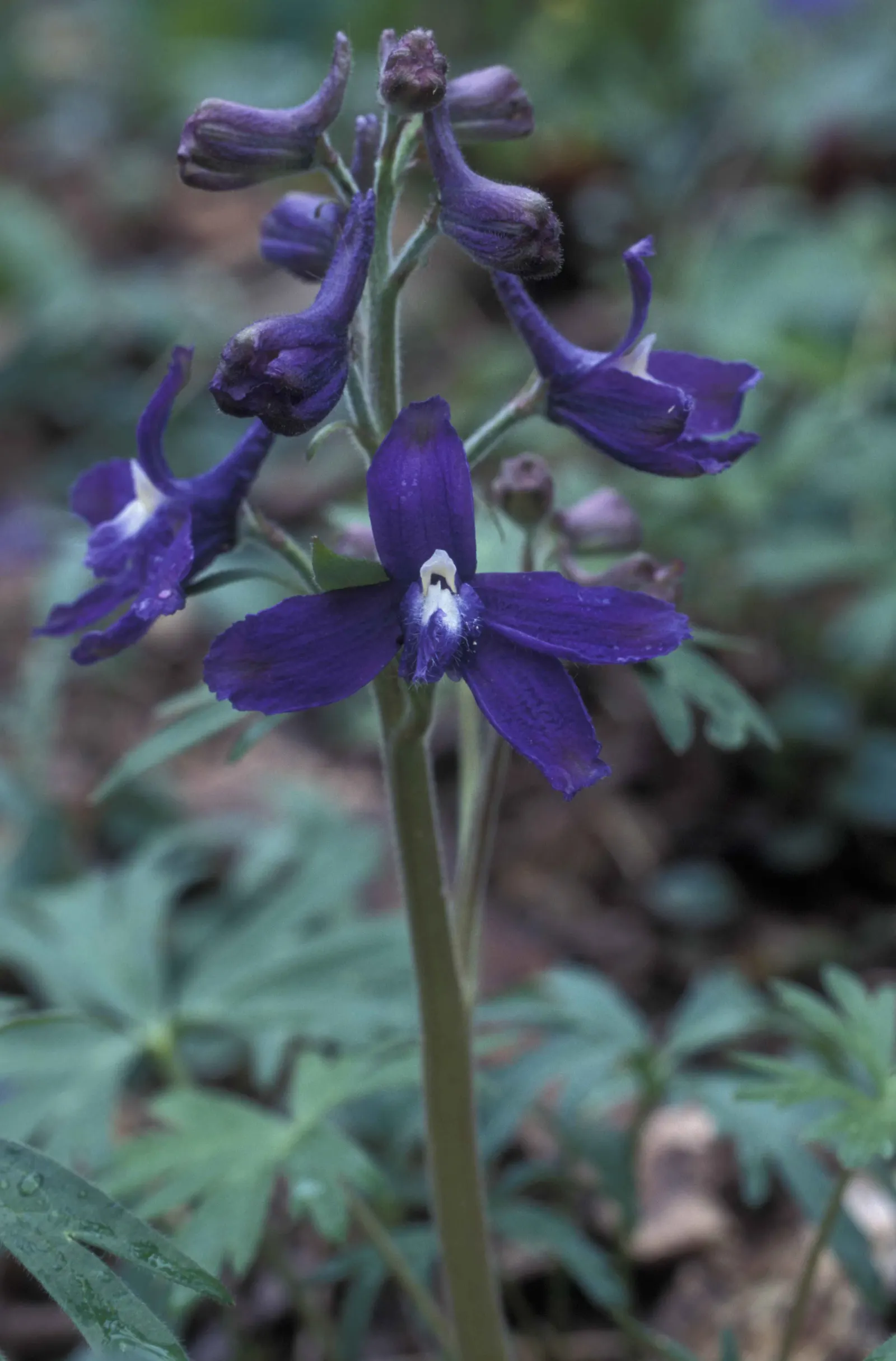 Dwarf Larkspur (Delphinium Tricorne) — preferring cooler conditions