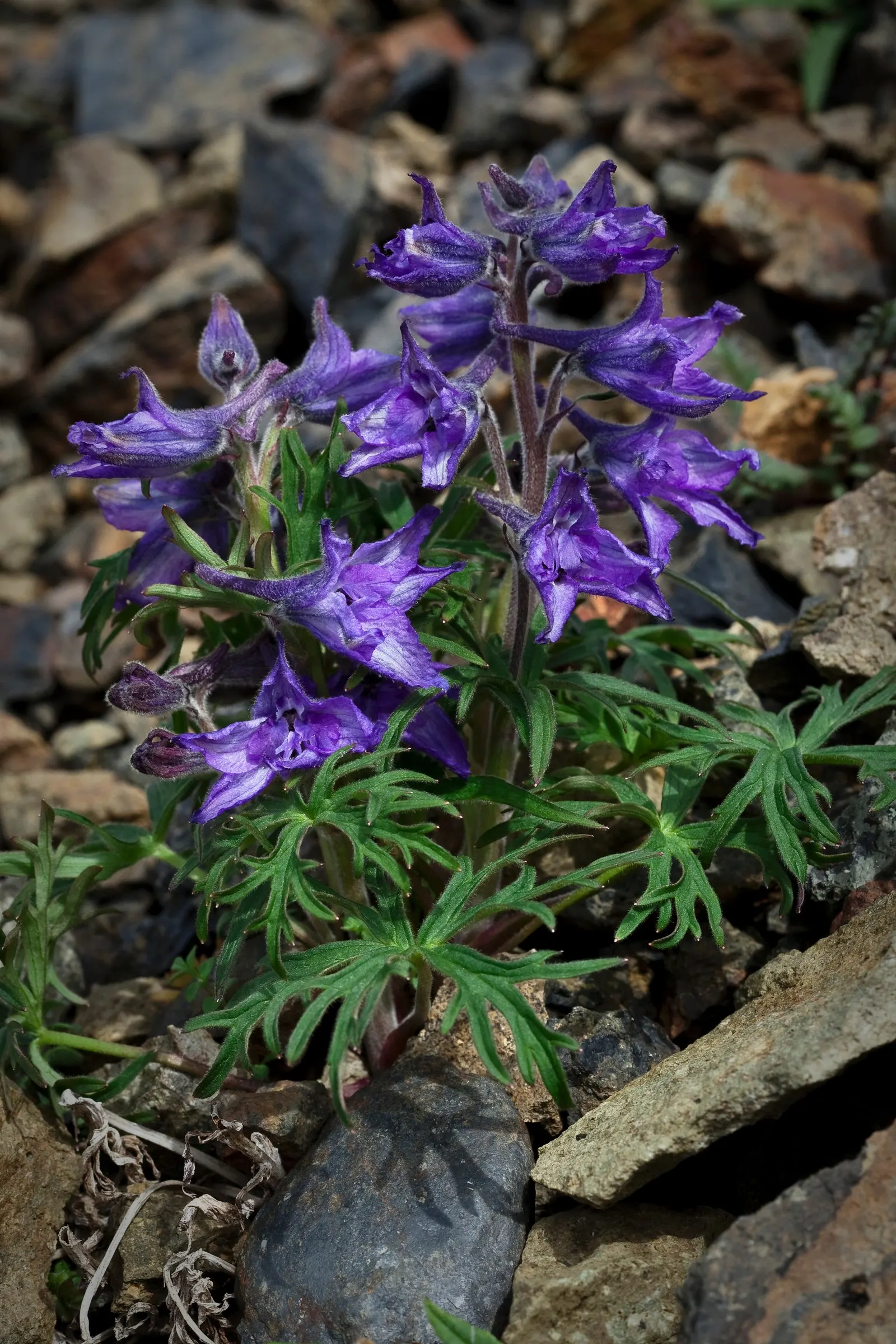 Dwarf Larkspur (Delphinium Tricorne) — Its compact size and vibrant flowers add a majestic touch to borders and understory plantings