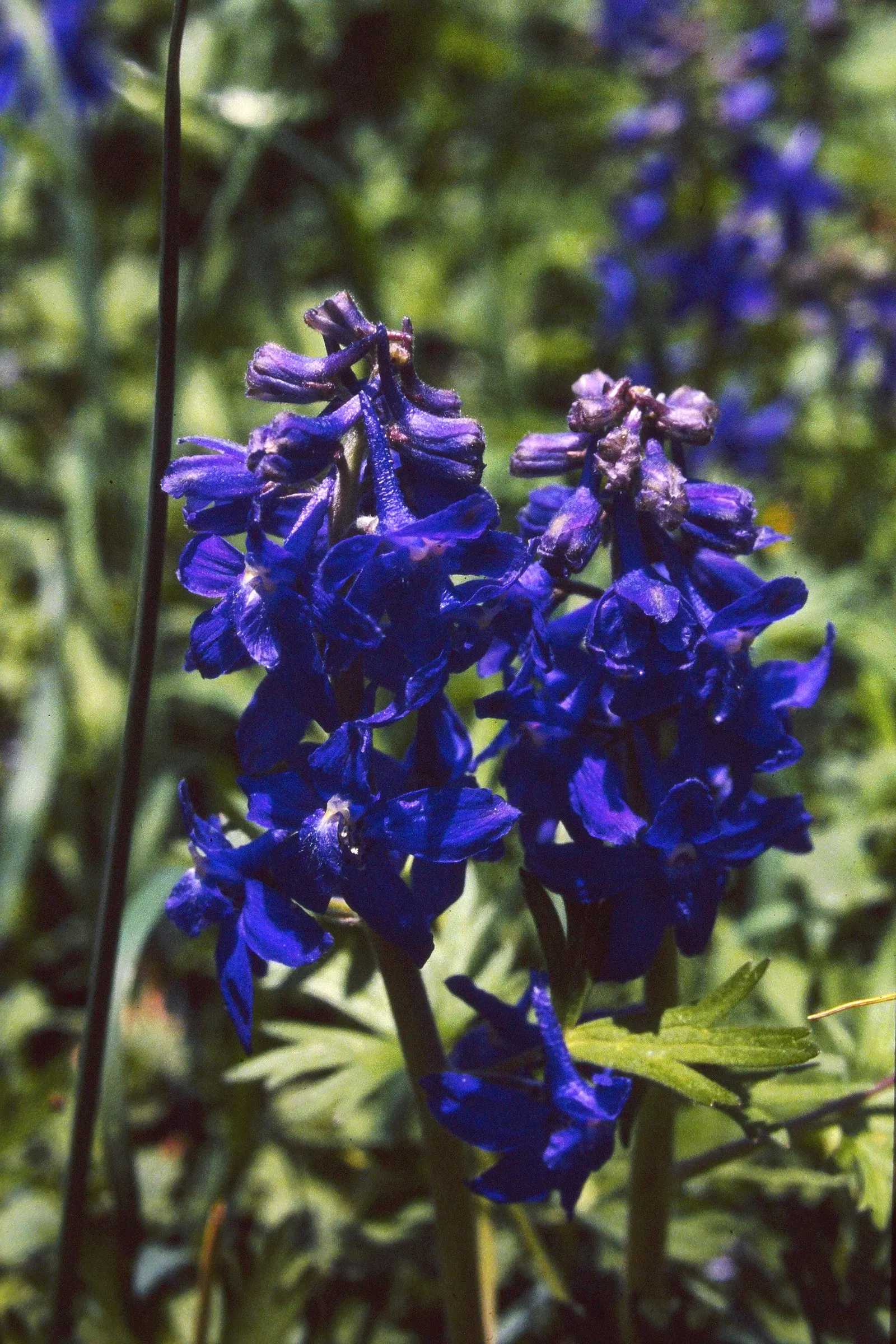 Dwarf Larkspur (Delphinium Tricorne) — The Dwarf Larkspur, Delphinium tricorne, is a charming perennial reaching 1-2 feet tall; accompanied by distinctive