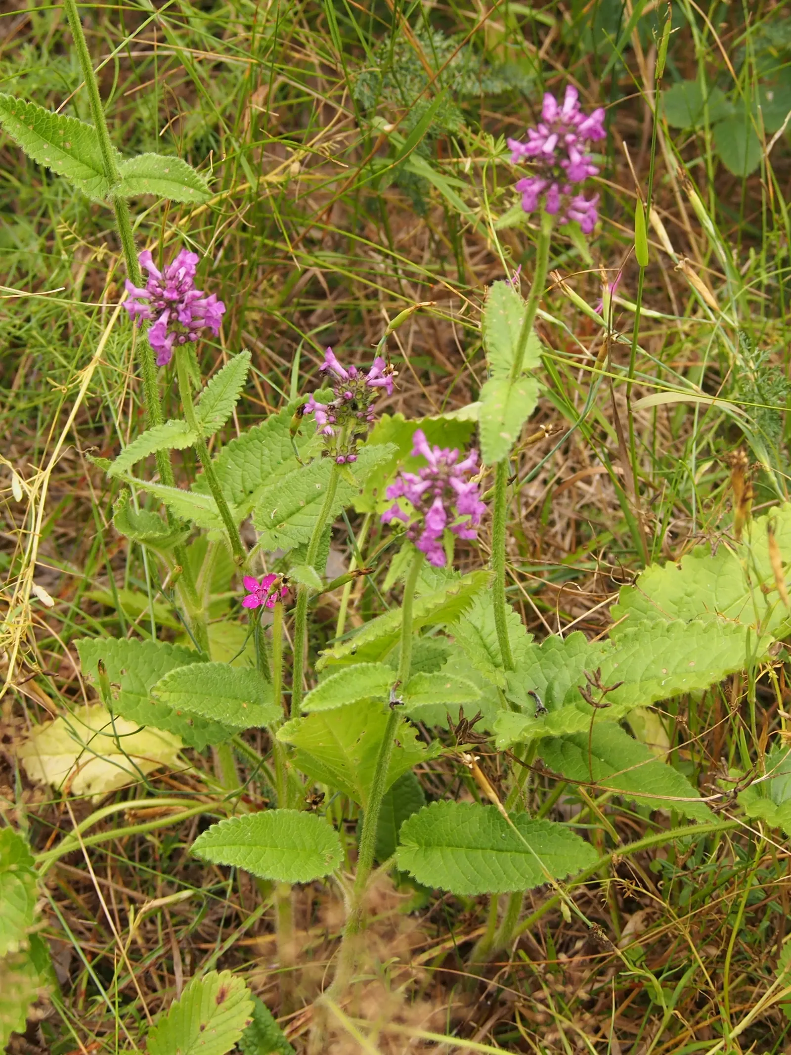 Betony (Stachys Monieri 'Hummelo') — lavender flowers in the garden; attracts pollinators while resisting deer
