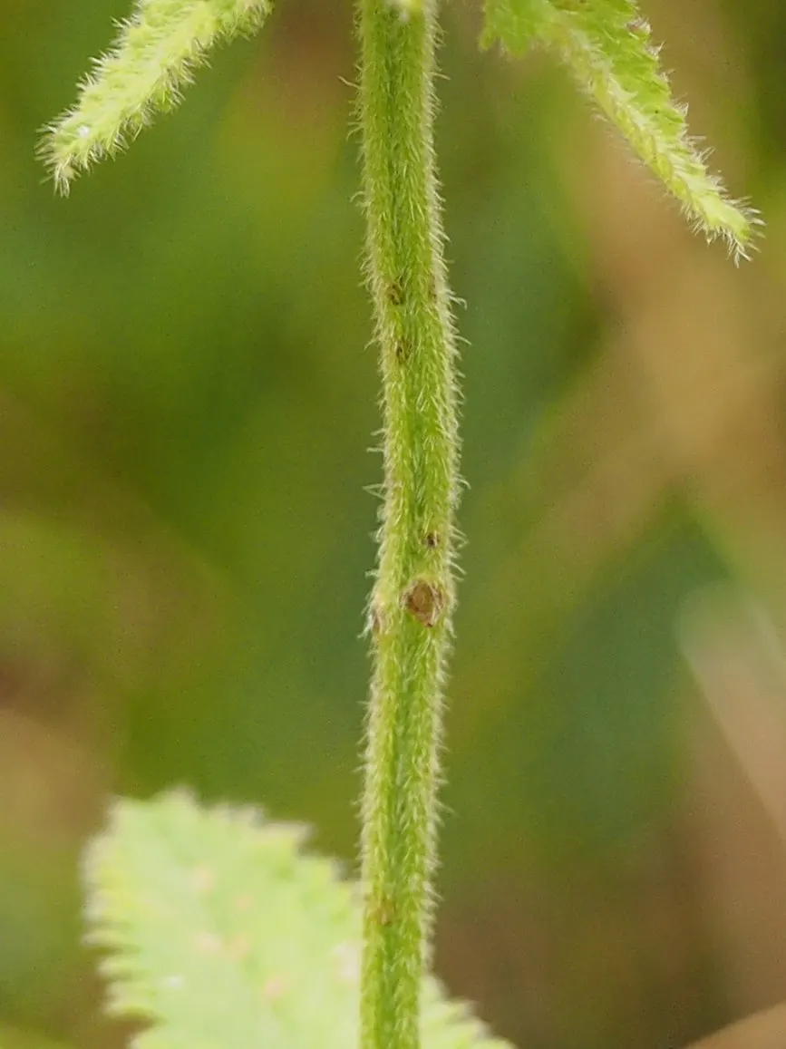 Betony (Stachys Monieri 'Hummelo') — A notable trait of this variety is its adaptability to a variety of soil conditions, image 32