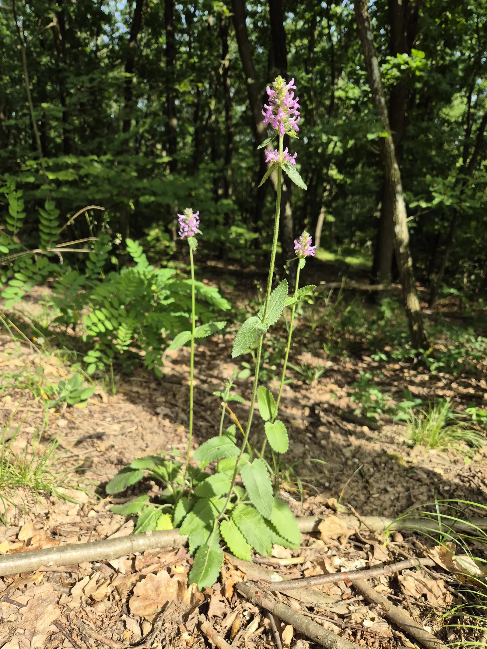 Betony (Stachys Monieri 'Hummelo') — This hardy, clump-forming species thrives in full sun to part shade and prefers well-drained soil
