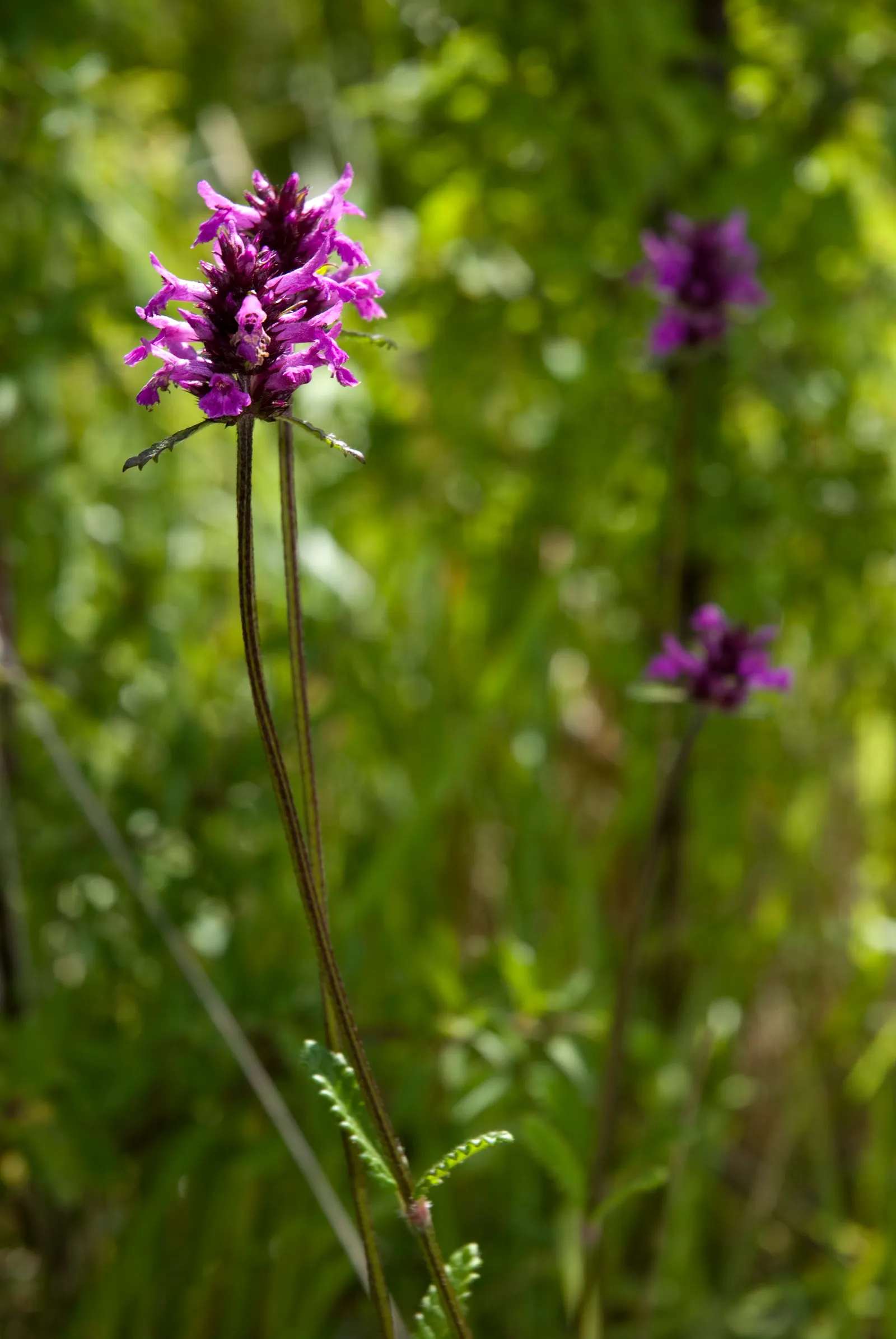 Betony (Stachys Monieri 'Hummelo') — extending up to early fall in optimal conditions; a notable trait of this variety is its adaptability to a variety of soil