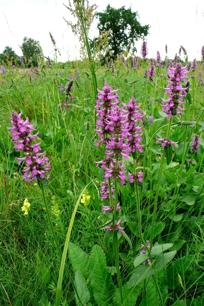 Betony (Stachys Monieri 'Hummelo') — perennial for full or half