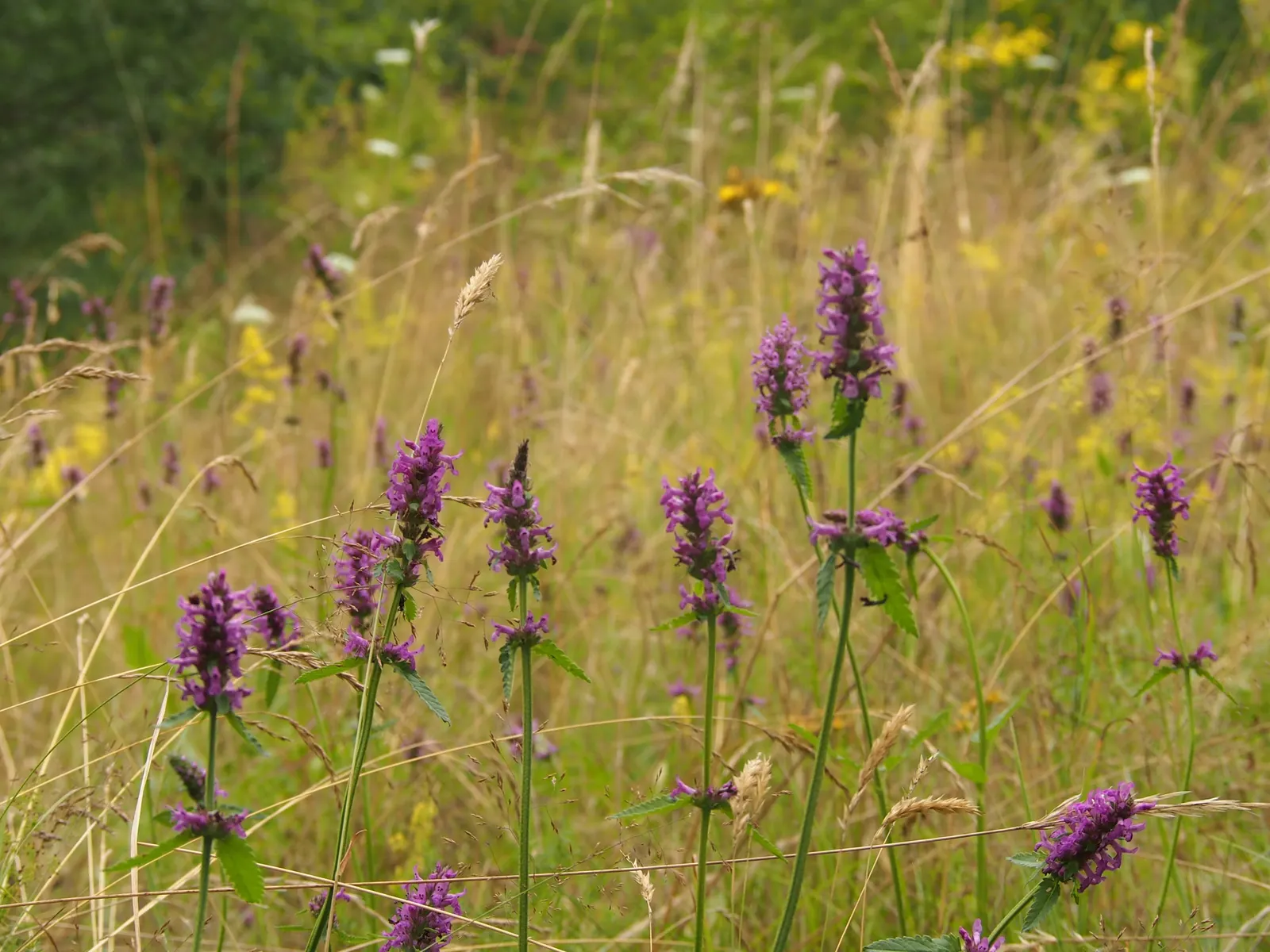 Betony (Stachys Monieri 'Hummelo') — This hardy, clump-forming species thrives in full sun to part shade and prefers well-drained soil; providing both