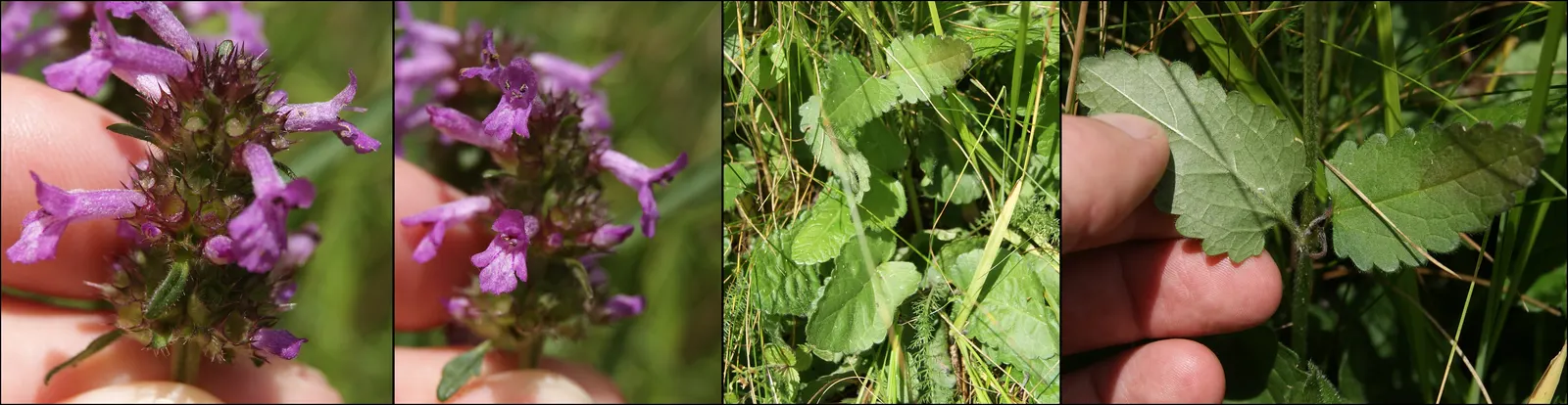 Betony (Stachys Monieri 'Hummelo') — extending up to early fall in optimal conditions; a notable trait of this variety is its adaptability to a, image 50