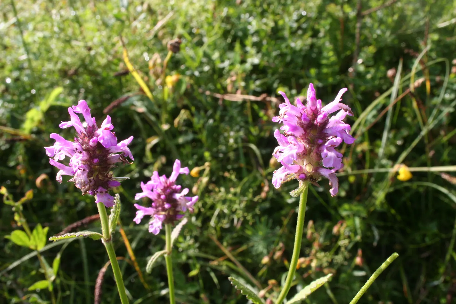 Betony (Stachys Monieri 'Hummelo') — this plant is perfect for border fronts; attracts pollinators while resisting deer, image 58