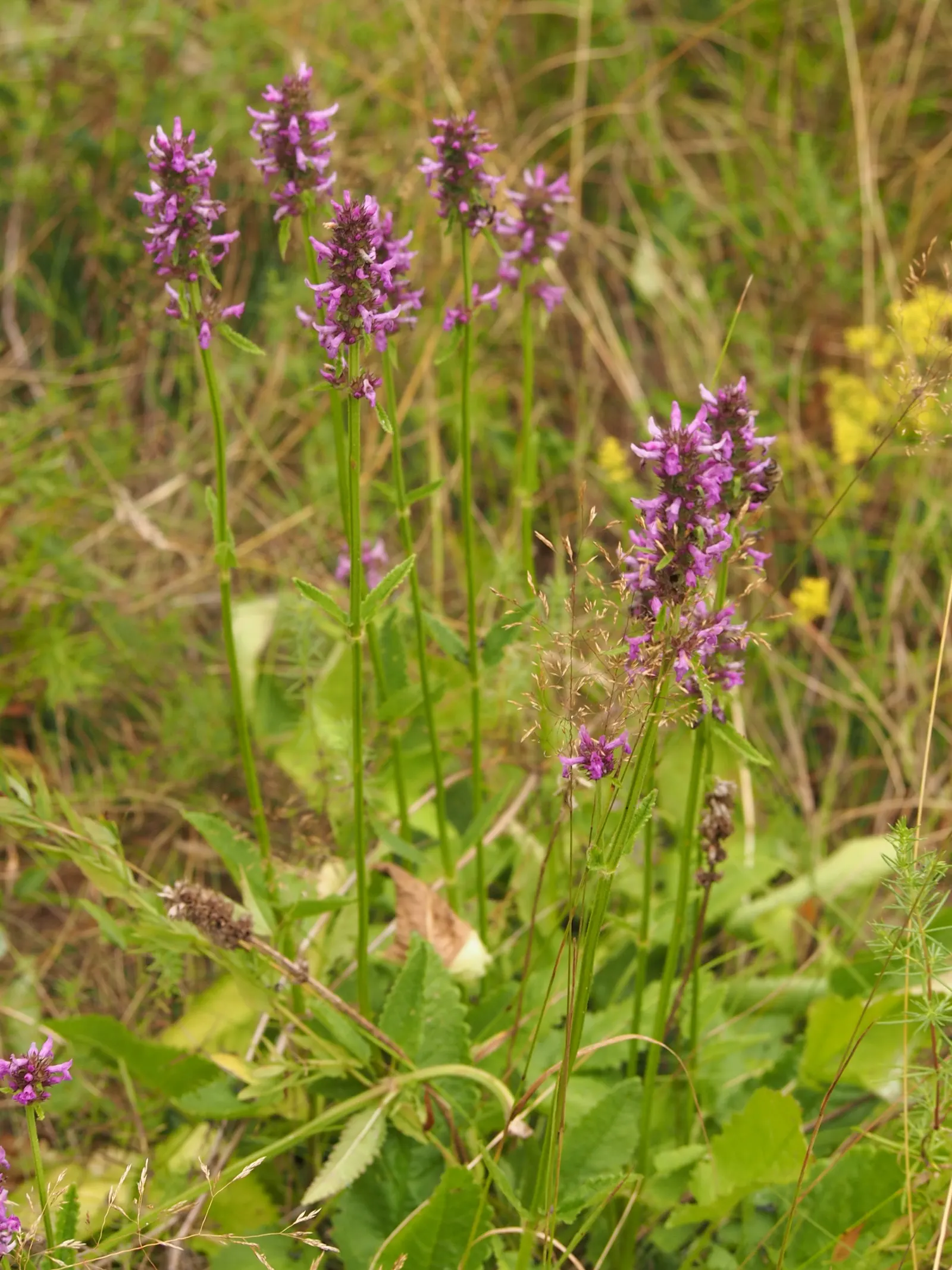 Betony (Stachys Monieri 'Hummelo') — commonly referred to as Betony; providing both aesthetic and ecological benefits