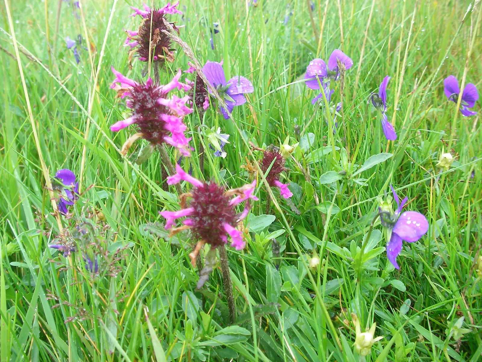 Betony (Stachys Monieri 'Hummelo') — commonly referred to as Betony; providing both aesthetic and ecological benefits, image 48