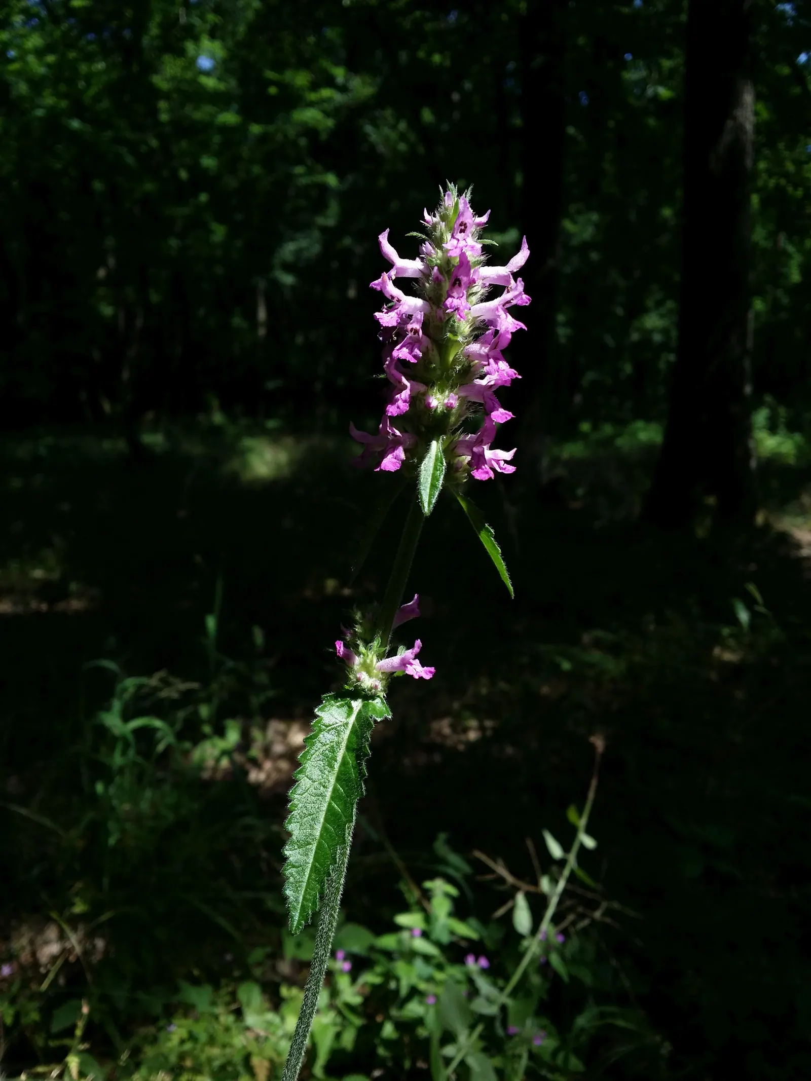 Betony (Stachys Monieri 'Hummelo') — lavender flowers in the garden; attracts pollinators while resisting deer, image 61