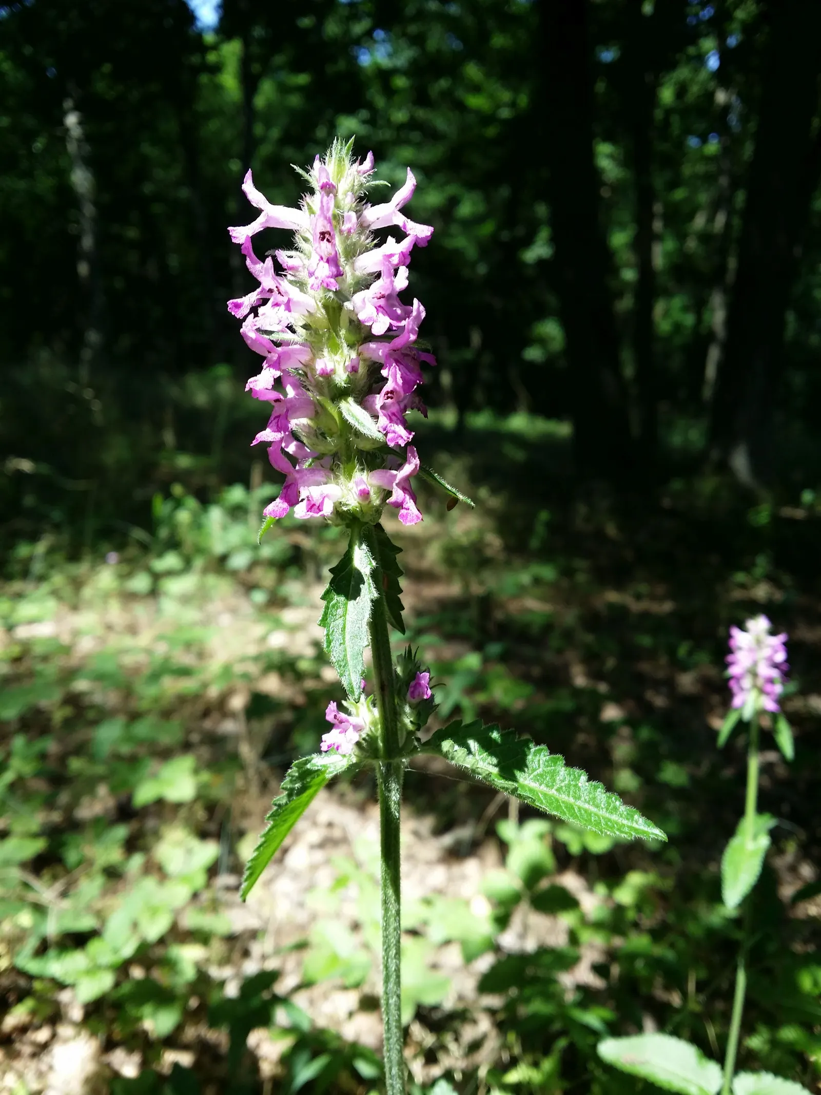 Betony (Stachys Monieri 'Hummelo') — Its textured, basal rosettes of glossy, dark green leaves spread 12-18 inches; a notable trait of this variety, image 65