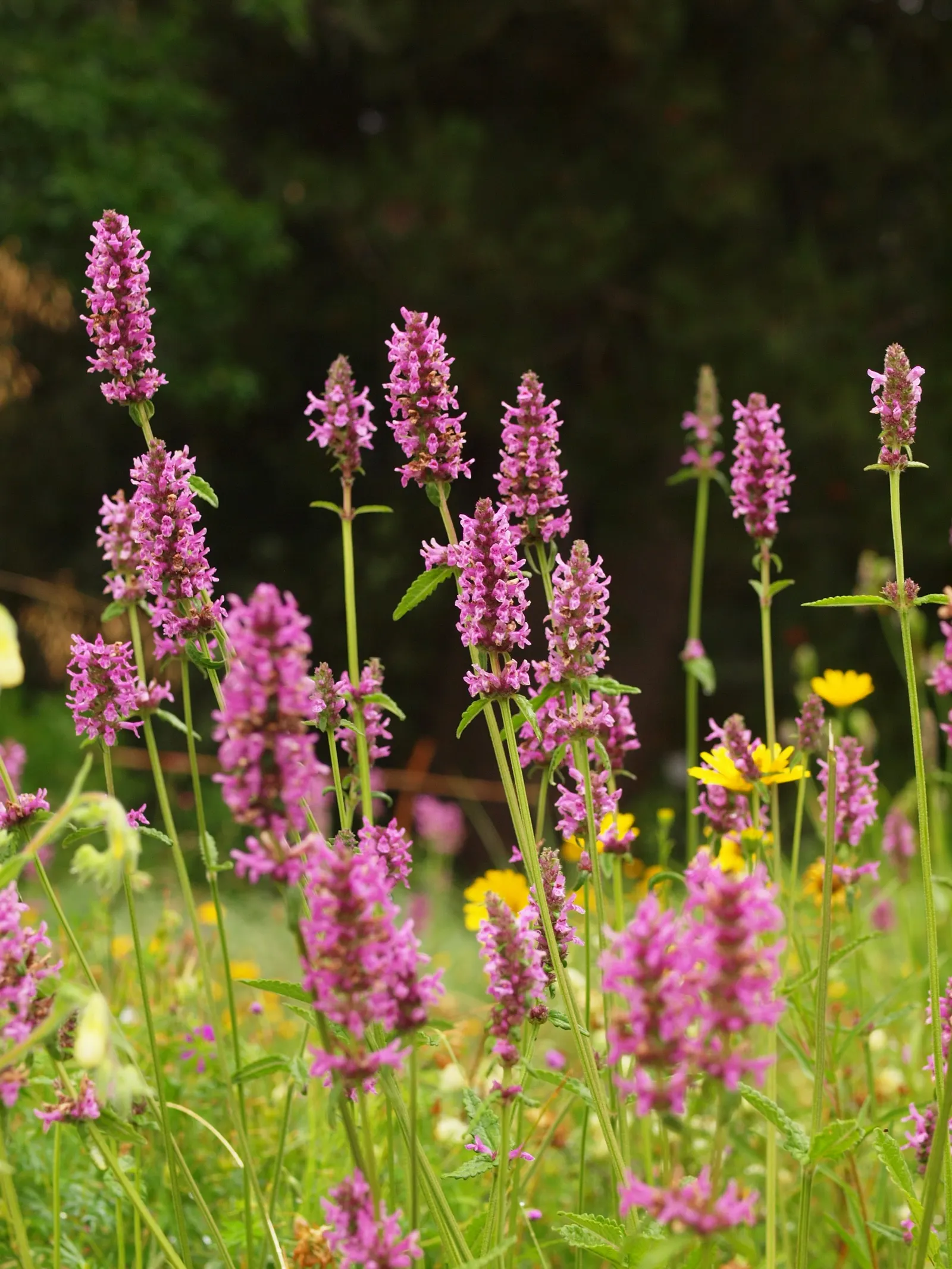 Betony (Stachys Monieri 'Hummelo') — perennial with lavender blooms