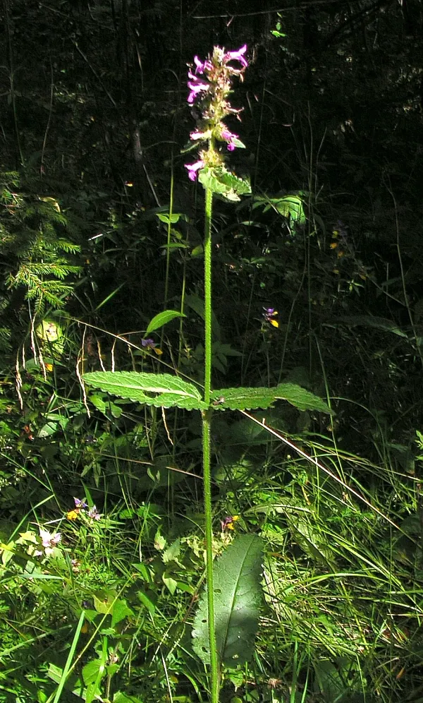 Betony (Stachys Monieri 'Hummelo') — it demonstrates moderate drought resistance
