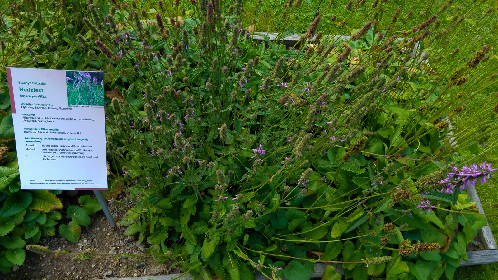 Betony (Stachys Monieri 'Hummelo') — With a spread of 12 to 18 inches